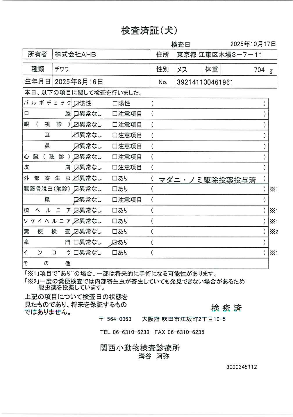 チワワ