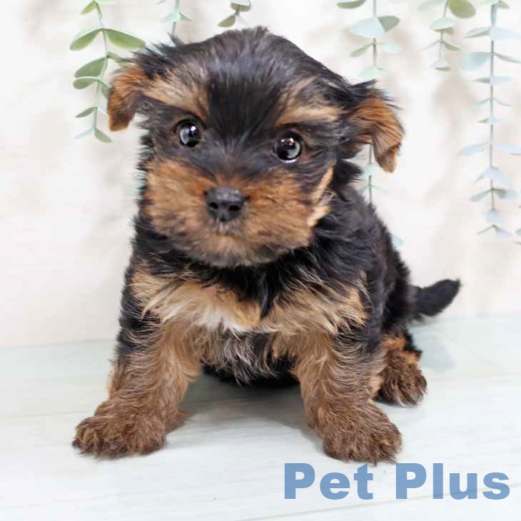 ヨークシャー・テリア