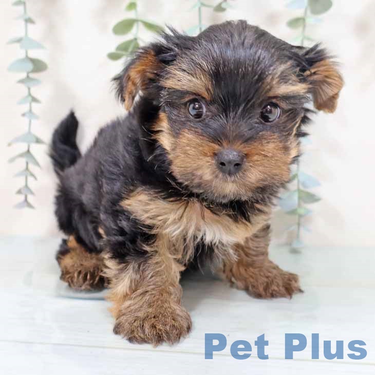 ヨークシャー・テリアの写真2