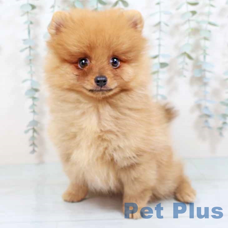 京都府のポメラニアン (ペットプラスイオンモールKYOTO店/2025年8月15日生まれ/男の子/オレンジ)の子犬の2枚目の画像