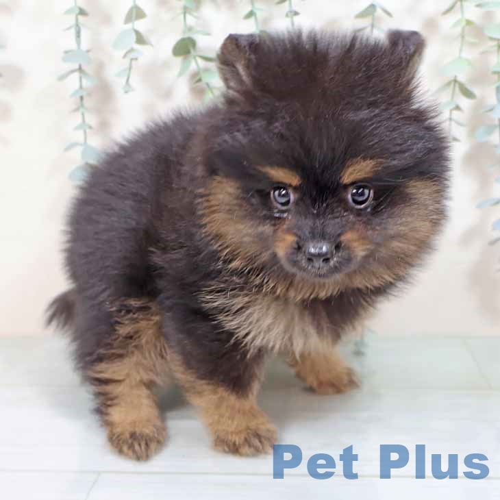 ポメラニアンの写真2