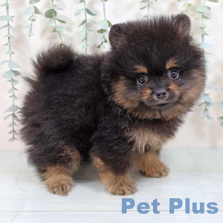 大阪府のポメラニアン (ペットプラスイオン大日店/2025年8月13日生まれ/男の子/ブラックタン)の子犬