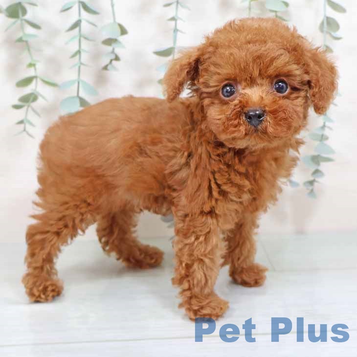 新潟県のトイプードル(トイ) (ペットプラス 新潟南店/2025年8月15日生まれ/男の子/レッドフォーン)の子犬の1枚目の画像