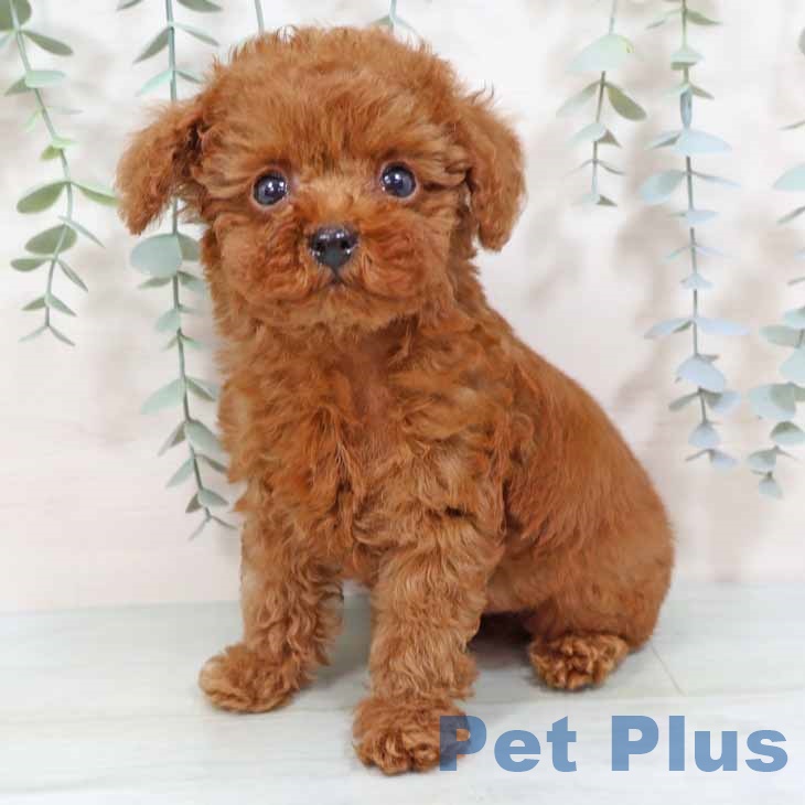 新潟県のトイプードル(トイ) (ペットプラス 新潟南店/2025年8月15日生まれ/男の子/レッドフォーン)の子犬の2枚目の画像