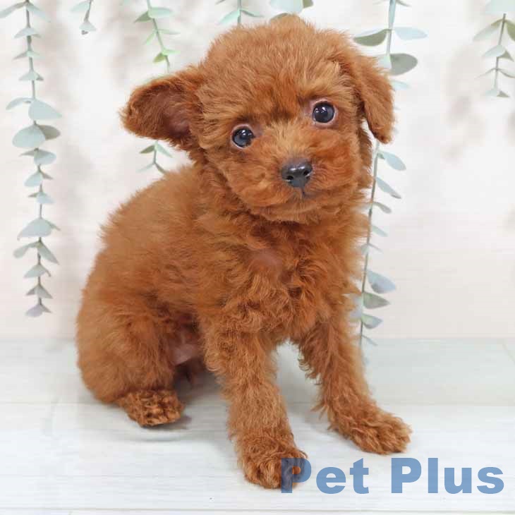 大阪府のトイプードル(トイ) (ペットプラス りんくう泉南店/2025年8月15日生まれ/女の子/レッドフォーン)の子犬の1枚目の画像