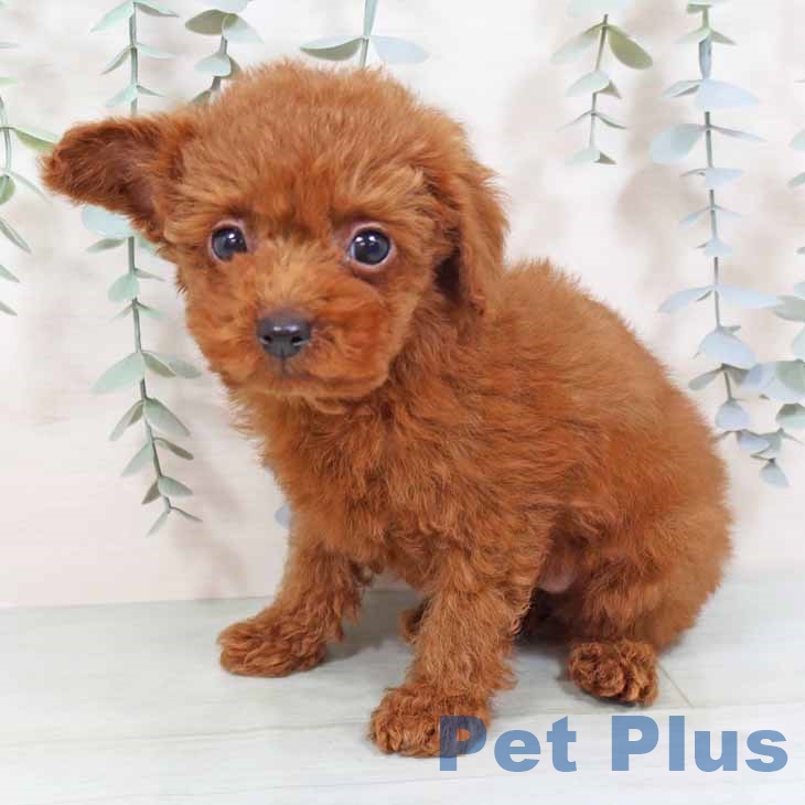 大阪府のトイプードル(トイ) (ペットプラス りんくう泉南店/2025年8月15日生まれ/女の子/レッドフォーン)の子犬の2枚目の画像