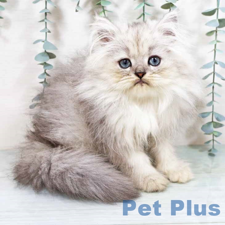 マンチカンの写真2