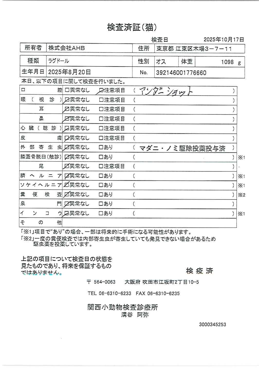ラグドール