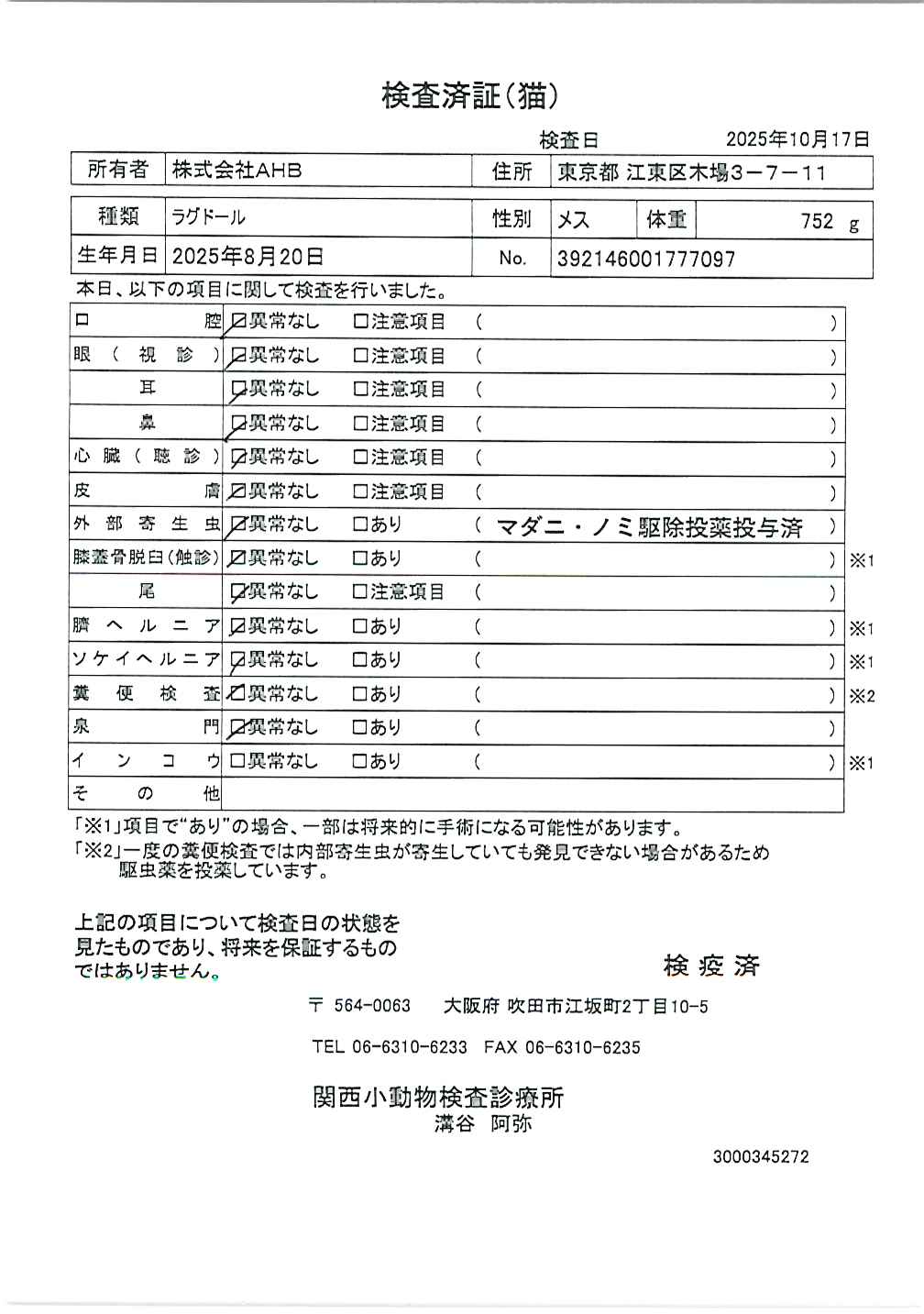 ラグドール