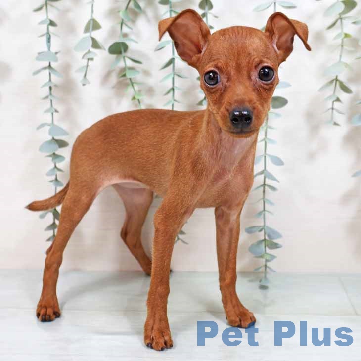 大阪府のミニチュアピンシャー (ペットプラス 堺鉄砲町店/2025年8月15日生まれ/女の子/レッド)の子犬