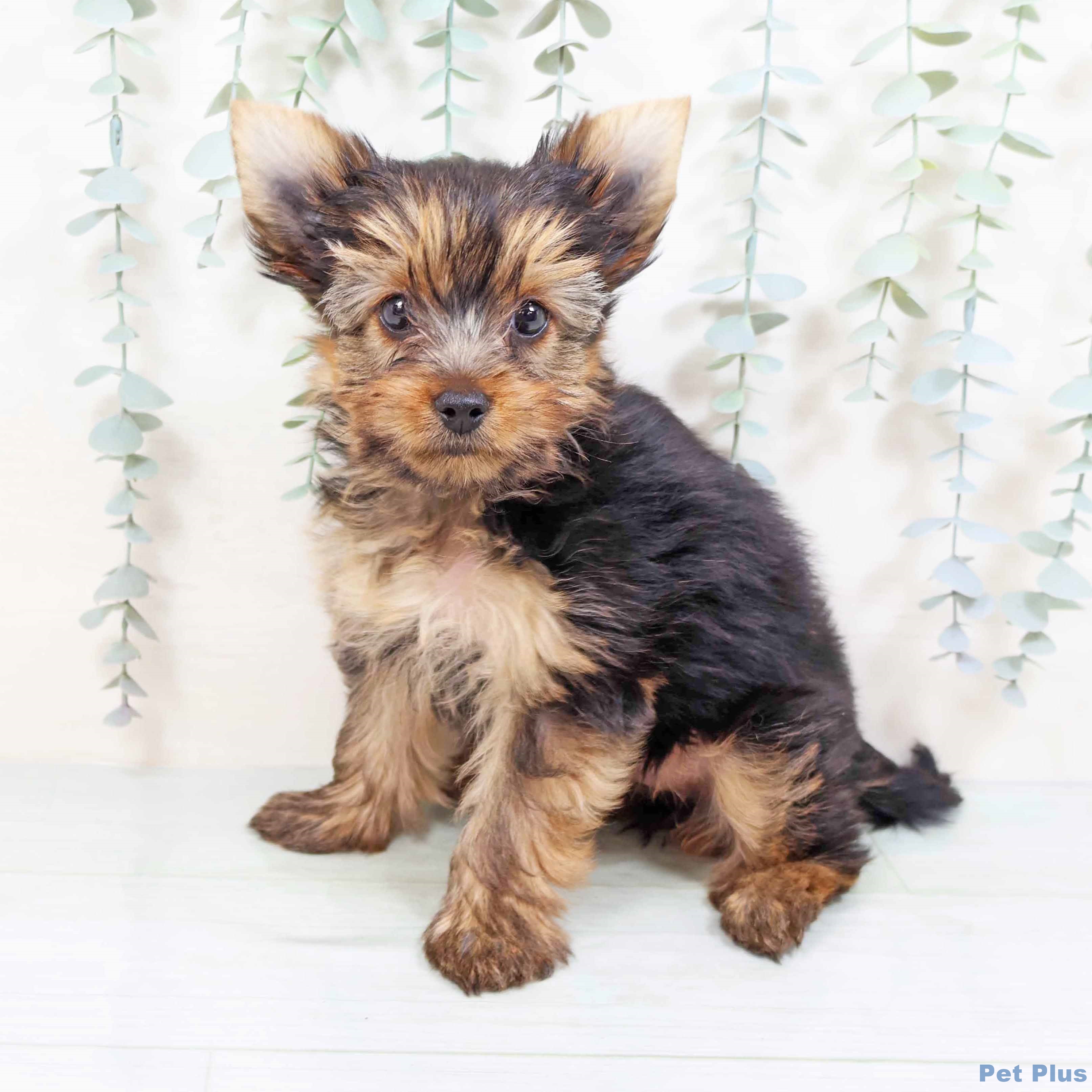 ヨークシャー・テリア