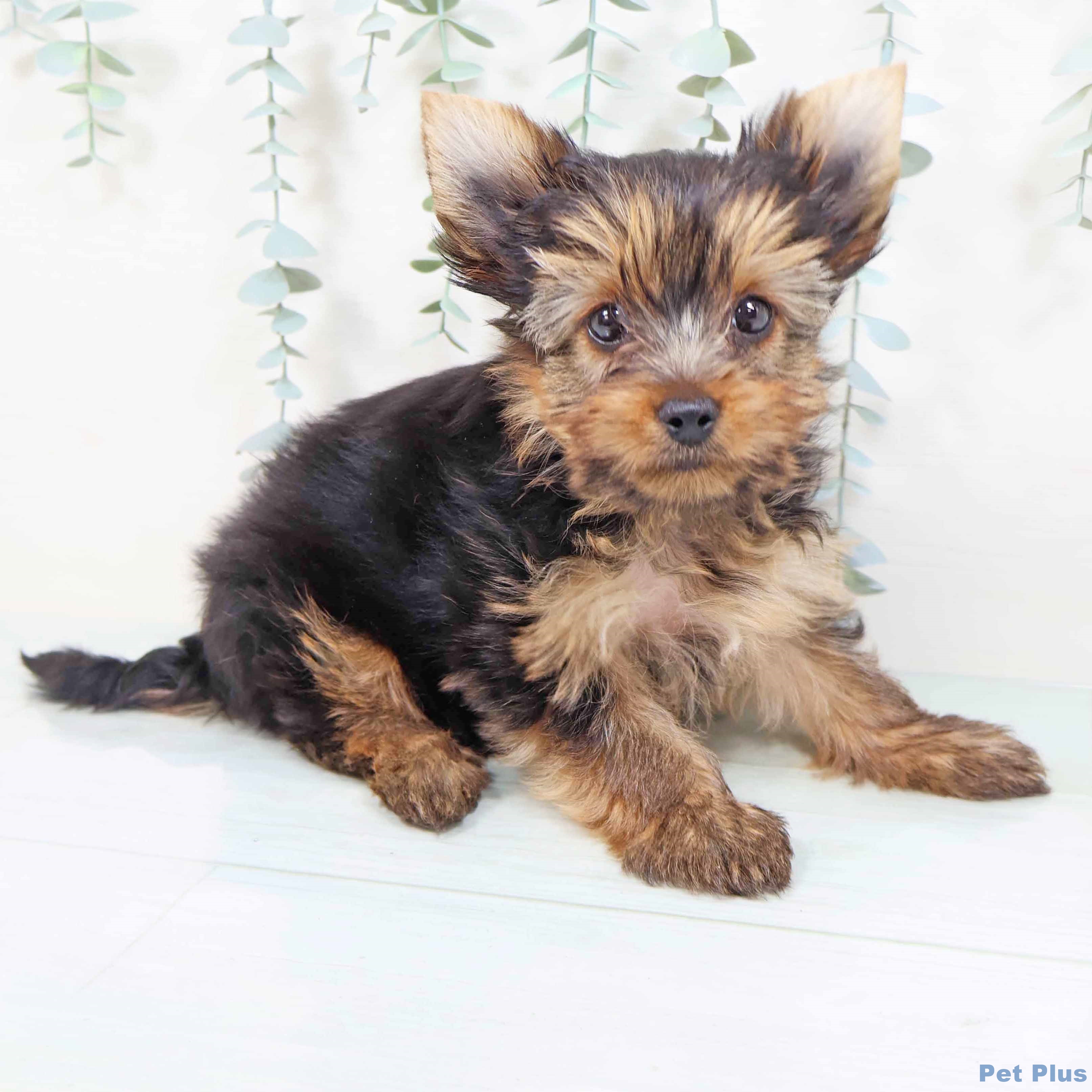 ヨークシャー・テリアの写真2