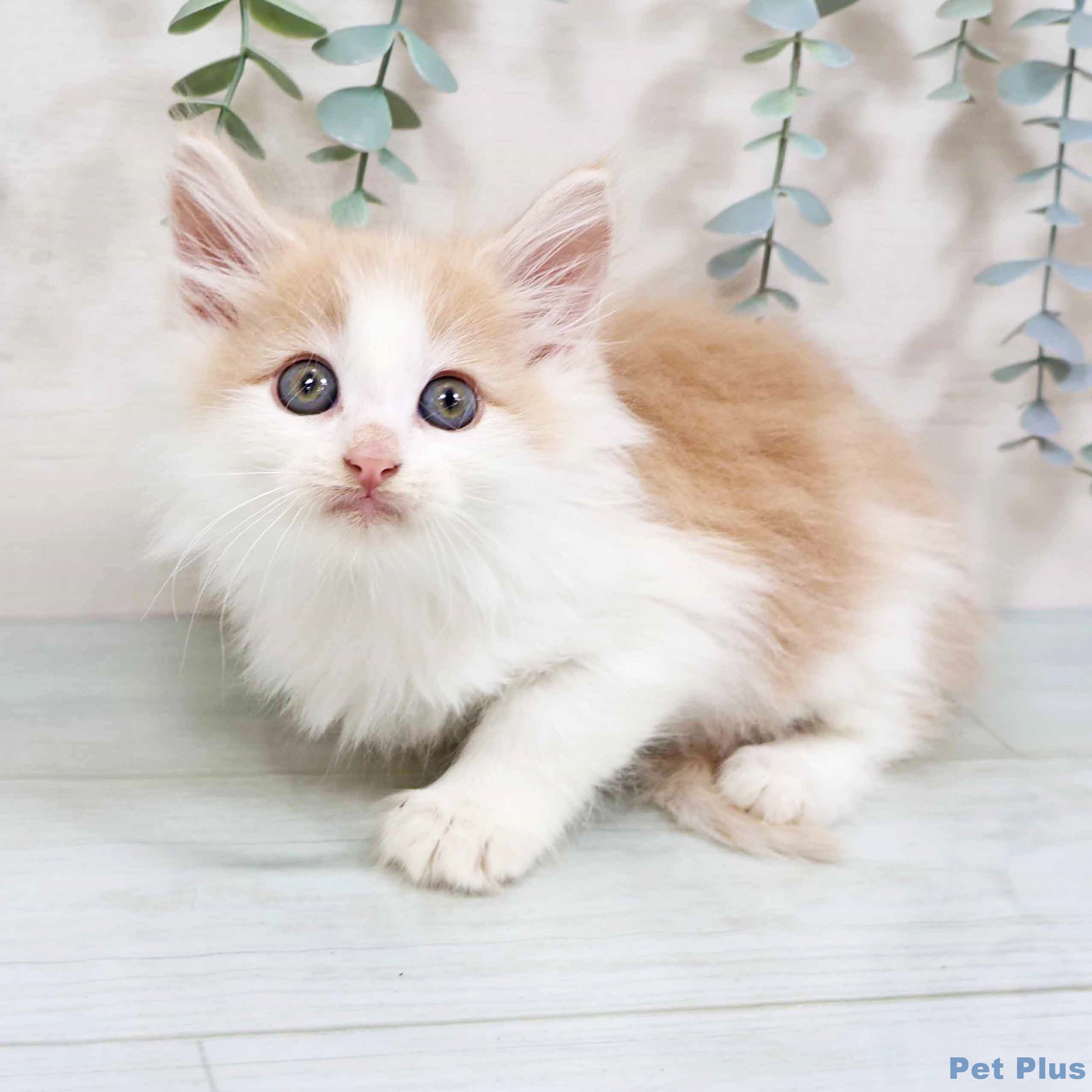 ノルウェージャンフォレストキャットの写真2