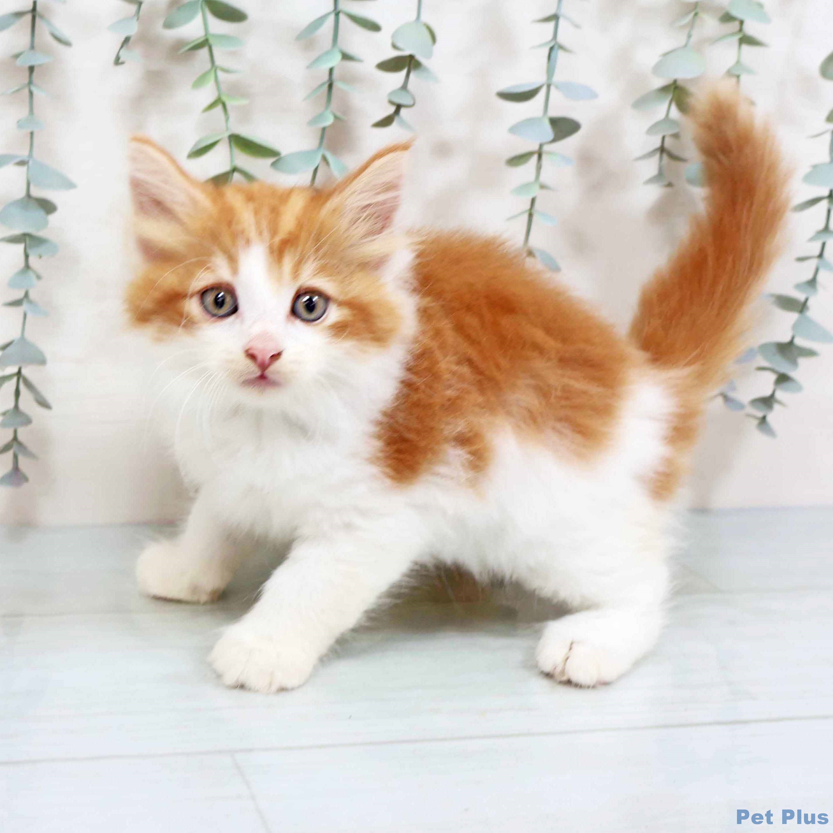 新潟県のノルウェージャンフォレストキャット (ペットプラス 新潟南店/2025年8月22日生まれ/男の子/レッドタビーホワイト)の子猫の1枚目の画像