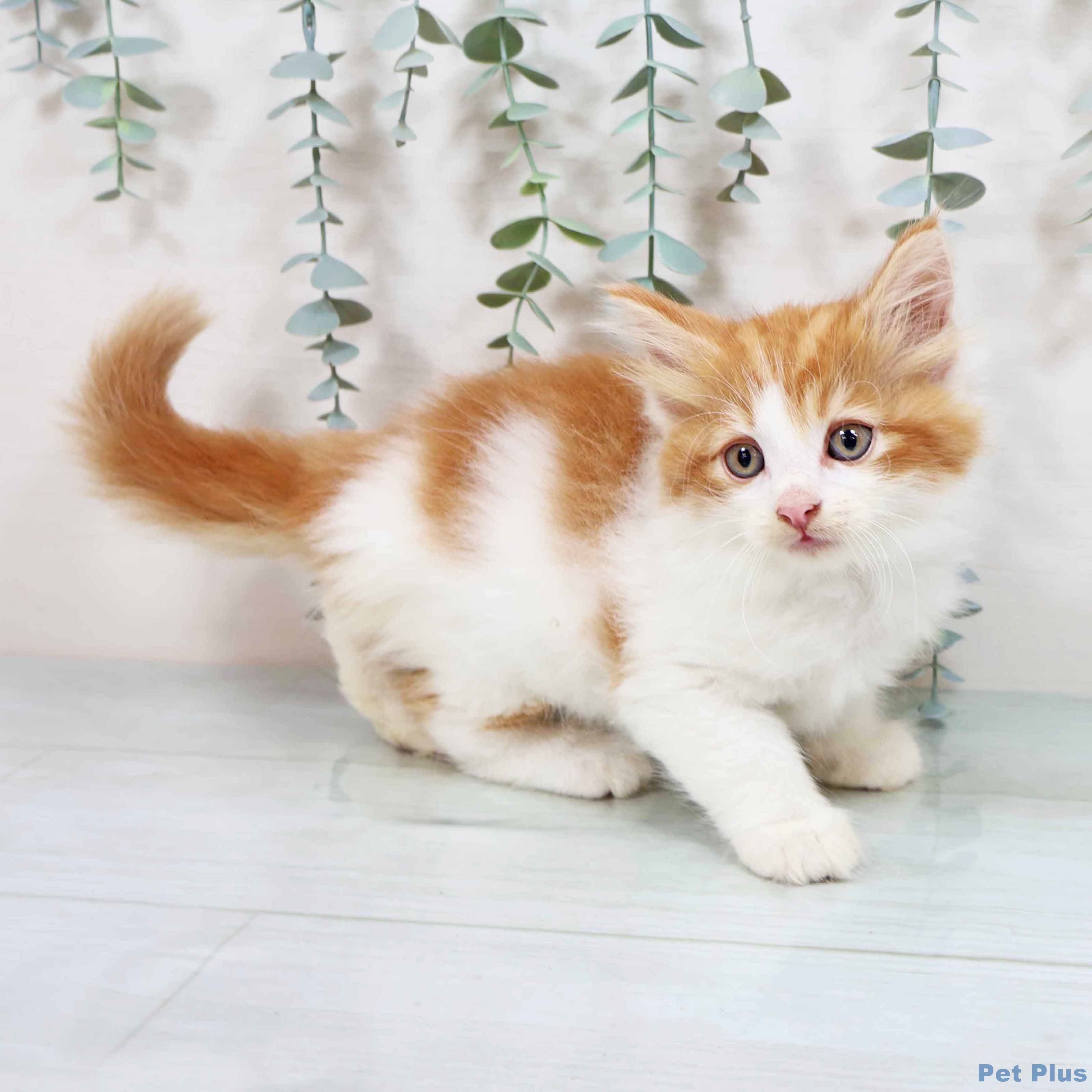 新潟県のノルウェージャンフォレストキャット (ペットプラス 新潟南店/2025年8月22日生まれ/男の子/レッドタビーホワイト)の子猫の2枚目の画像