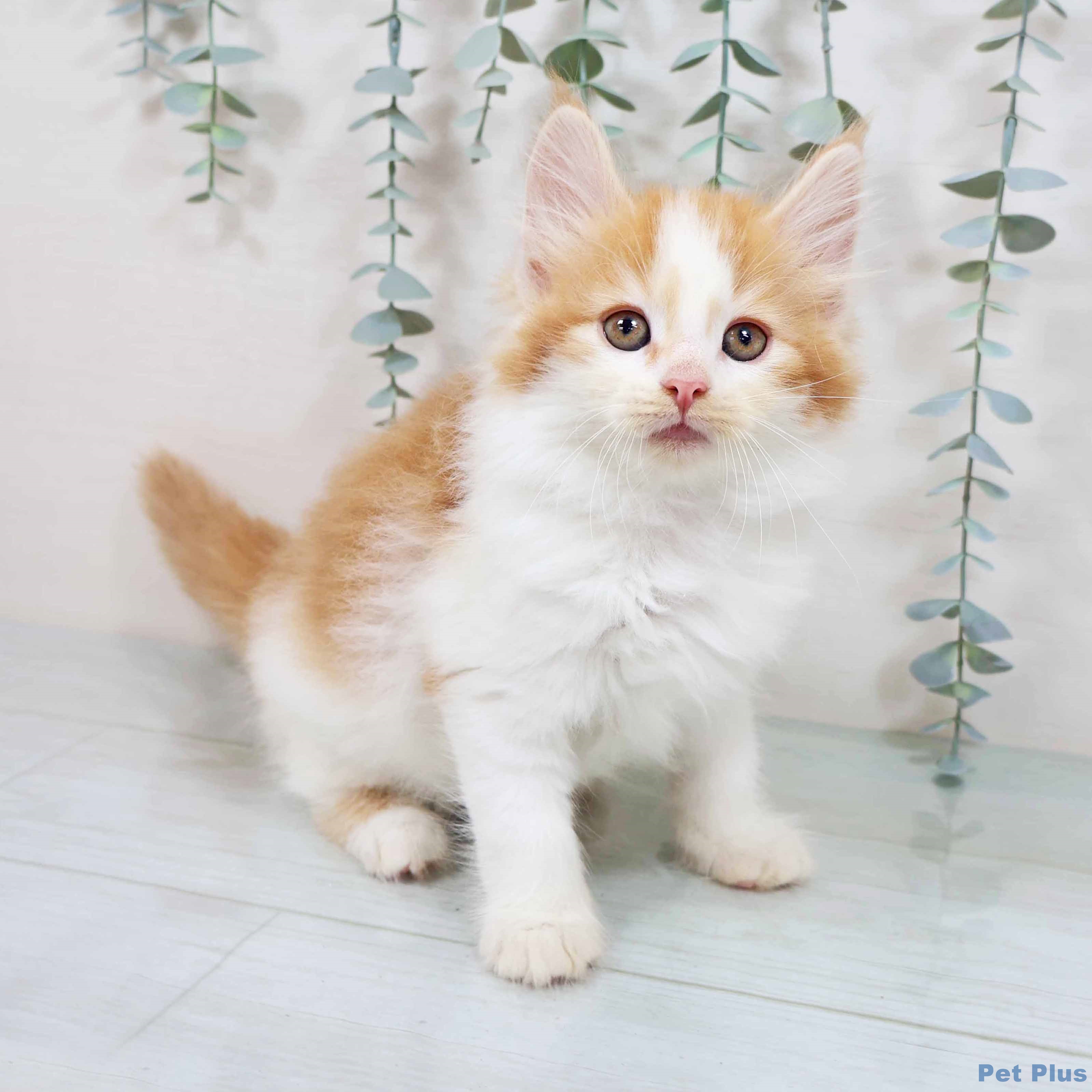 ノルウェージャンフォレストキャット