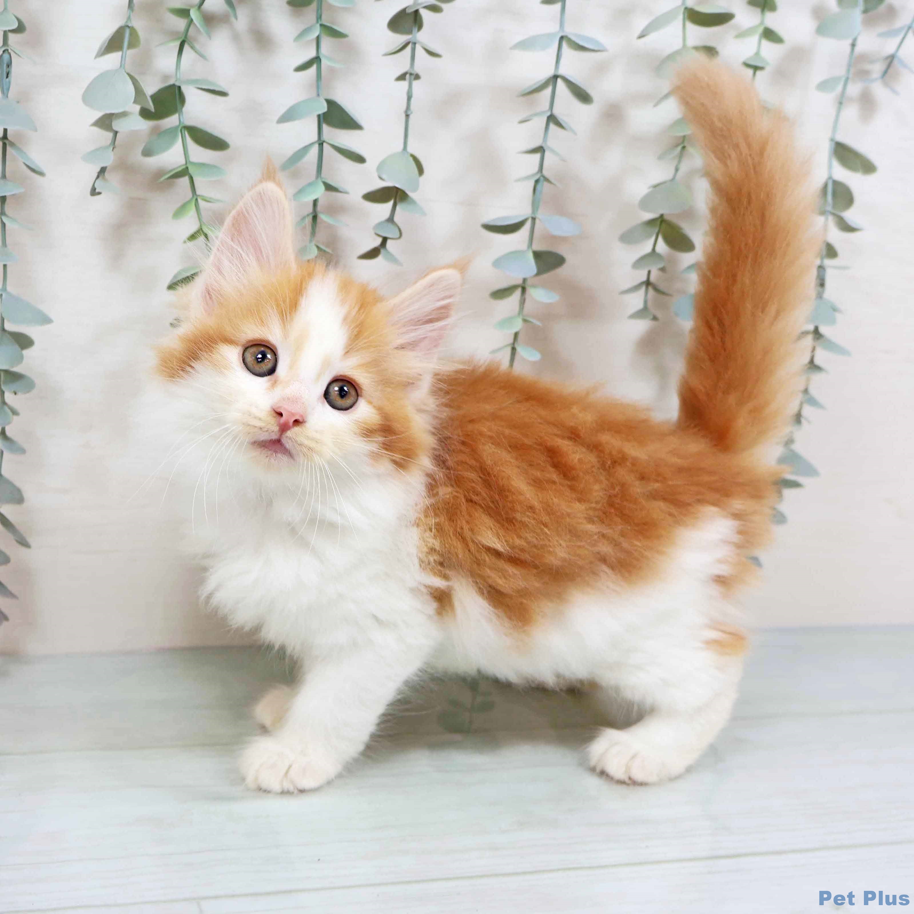 ノルウェージャンフォレストキャットの写真2