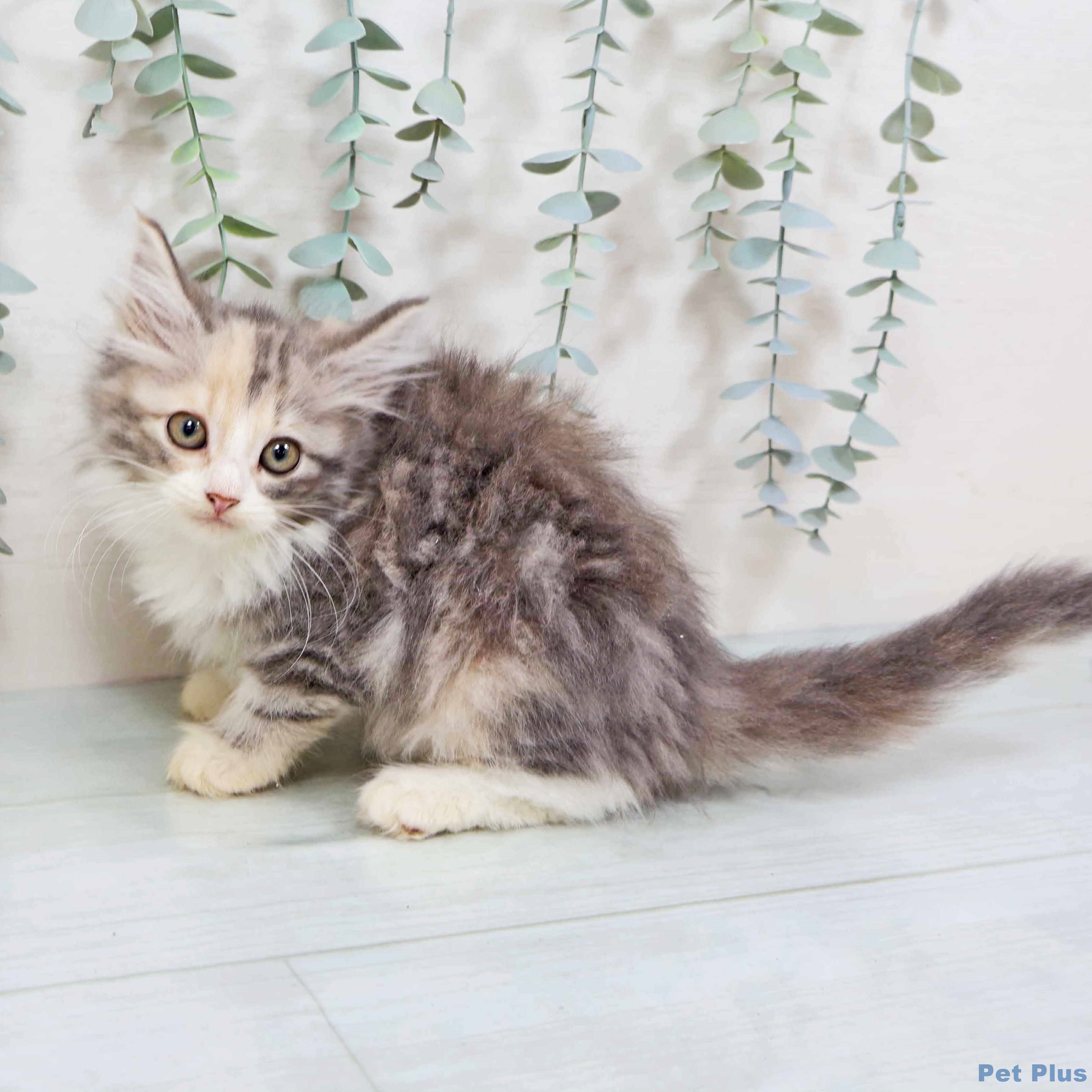 ノルウェージャンフォレストキャットの写真2