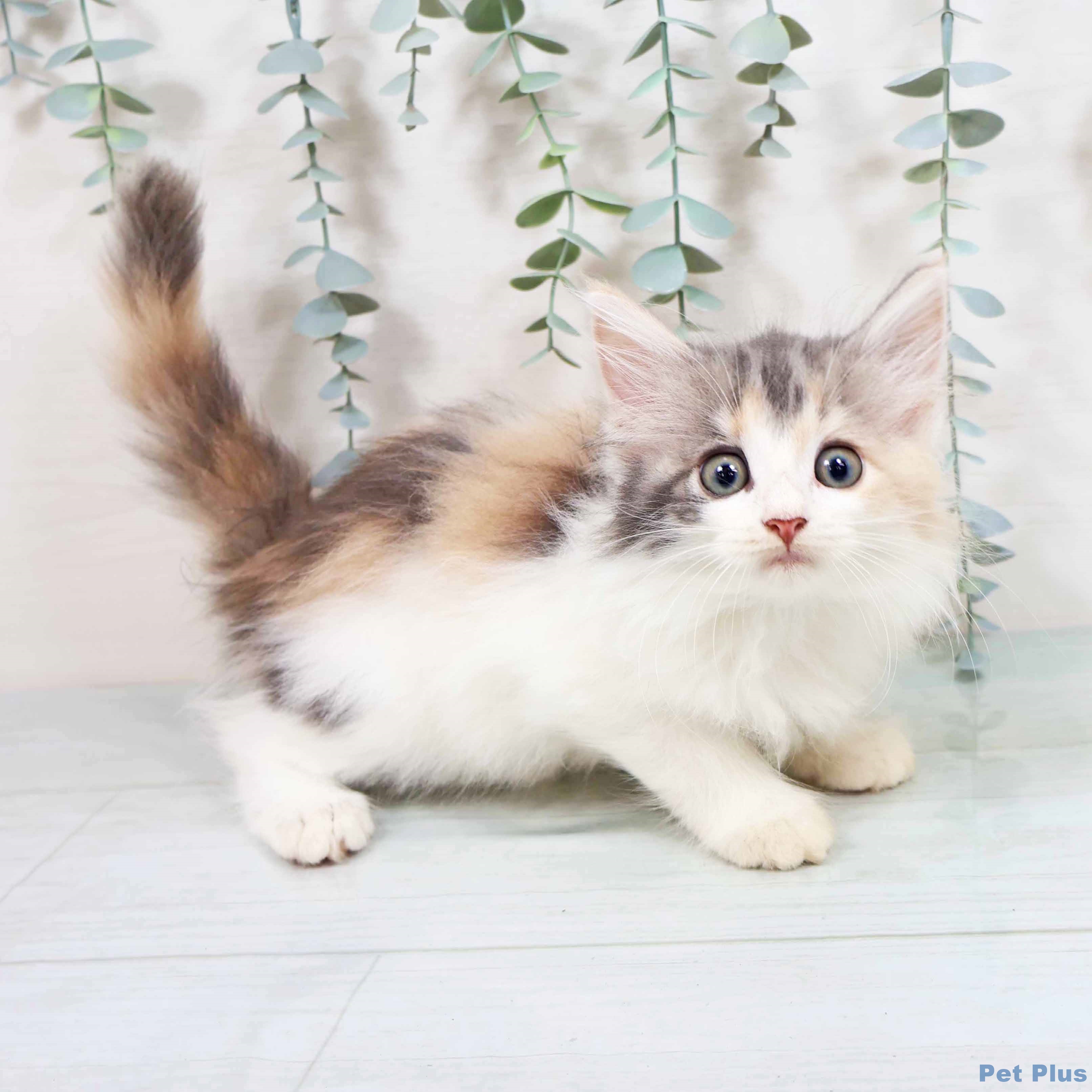 兵庫県のノルウェージャンフォレストキャット (ペットプラス 明石店/2025年8月5日生まれ/女の子/ダイリュートキャリコ)の子猫の1枚目の画像