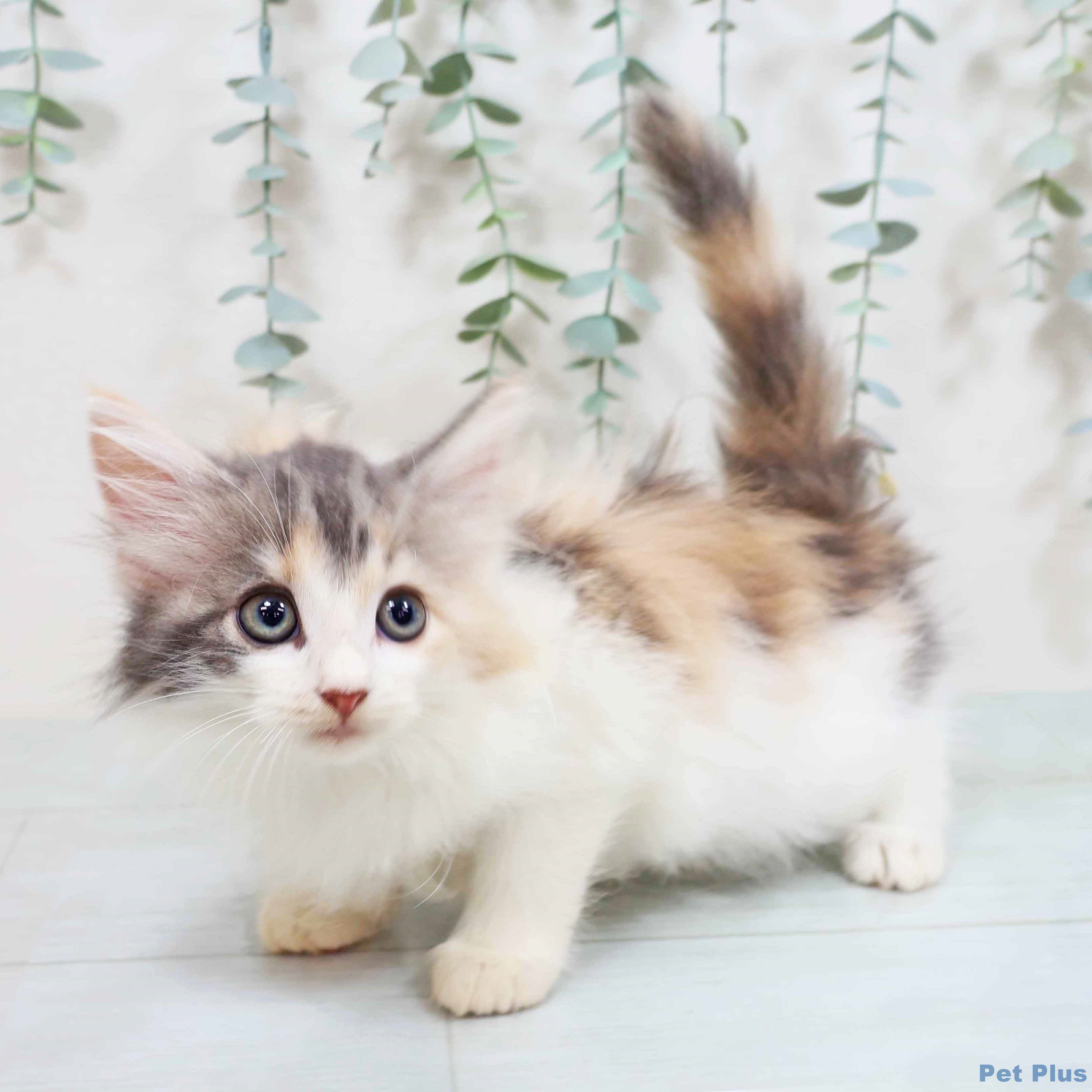 兵庫県のノルウェージャンフォレストキャット (ペットプラス 明石店/2025年8月5日生まれ/女の子/ダイリュートキャリコ)の子猫の2枚目の画像