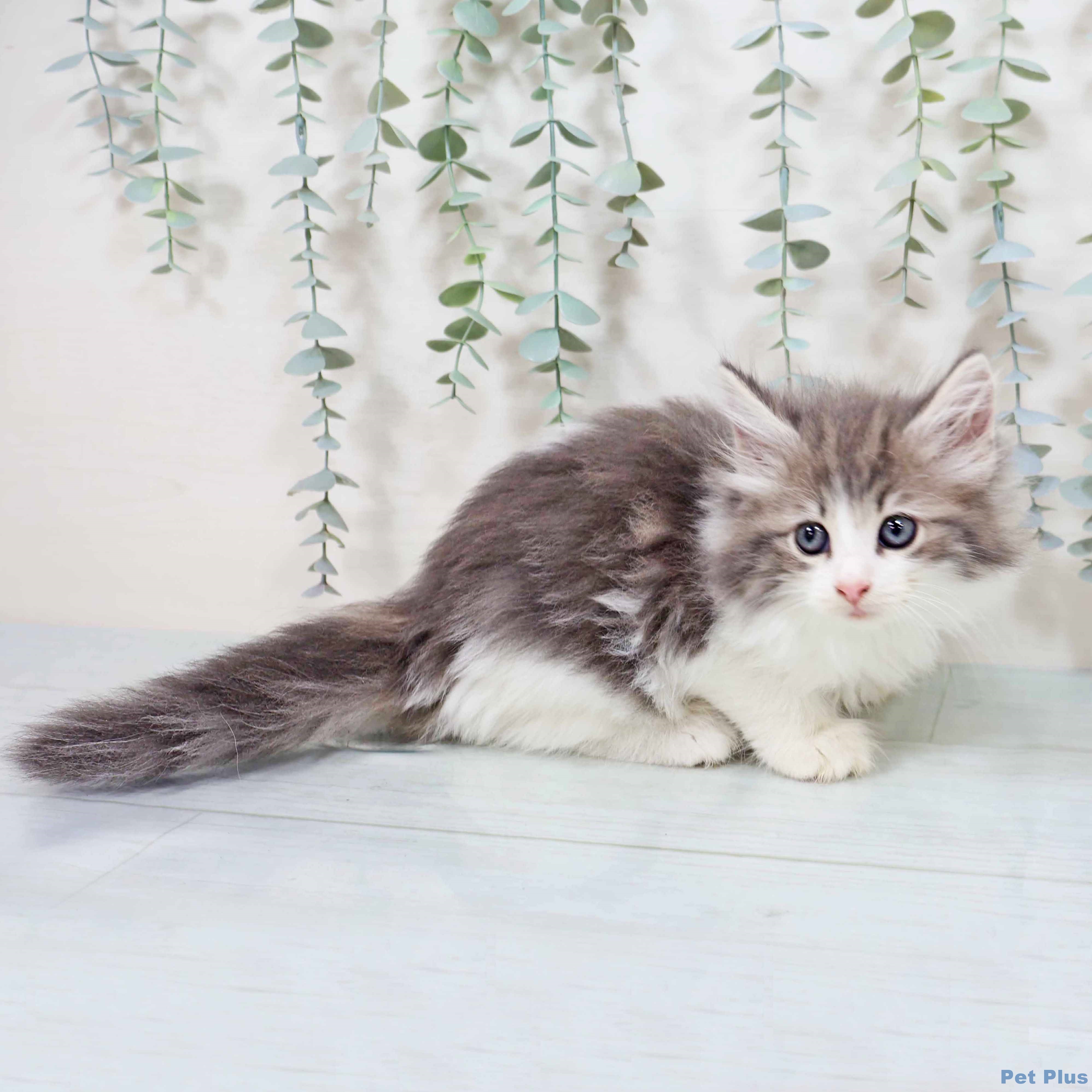 ノルウェージャンフォレストキャットの写真2