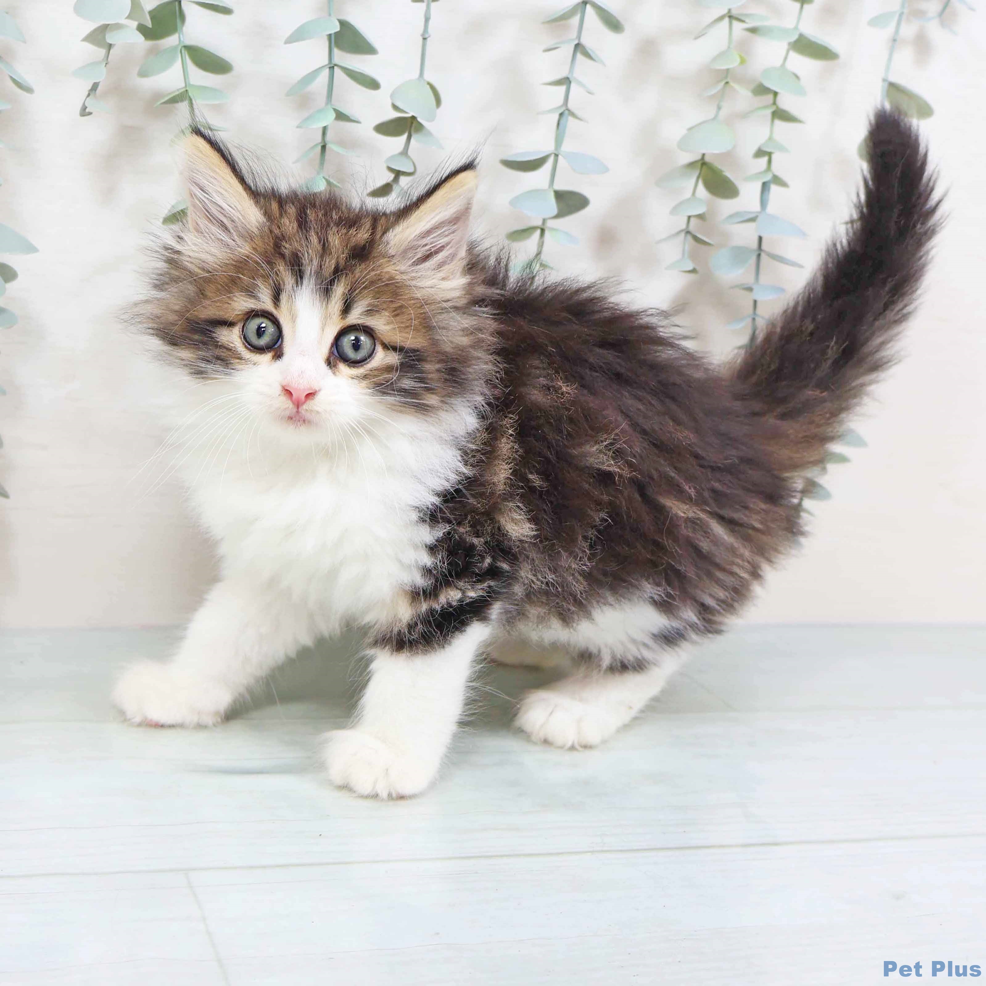 ノルウェージャンフォレストキャット