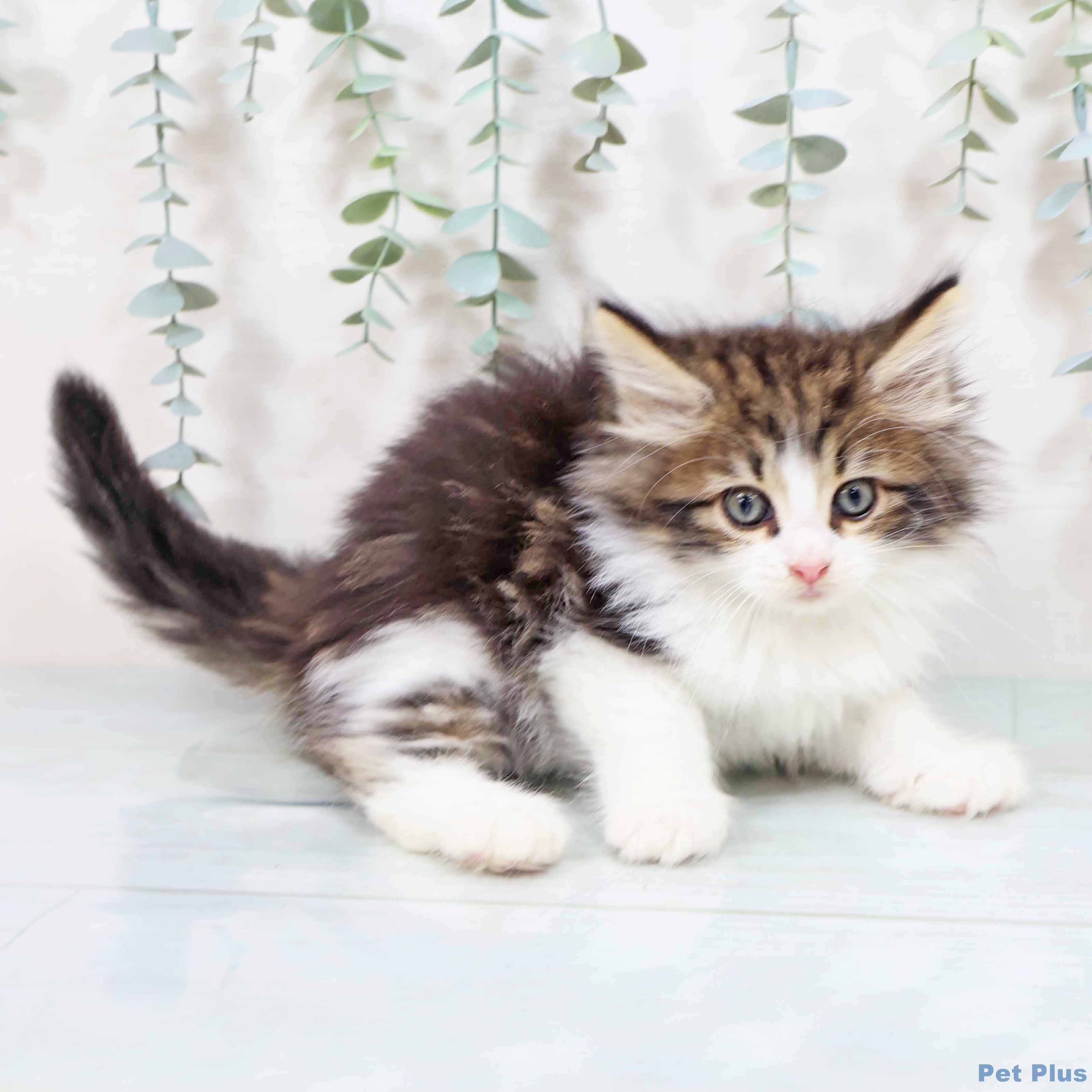 ノルウェージャンフォレストキャットの写真2