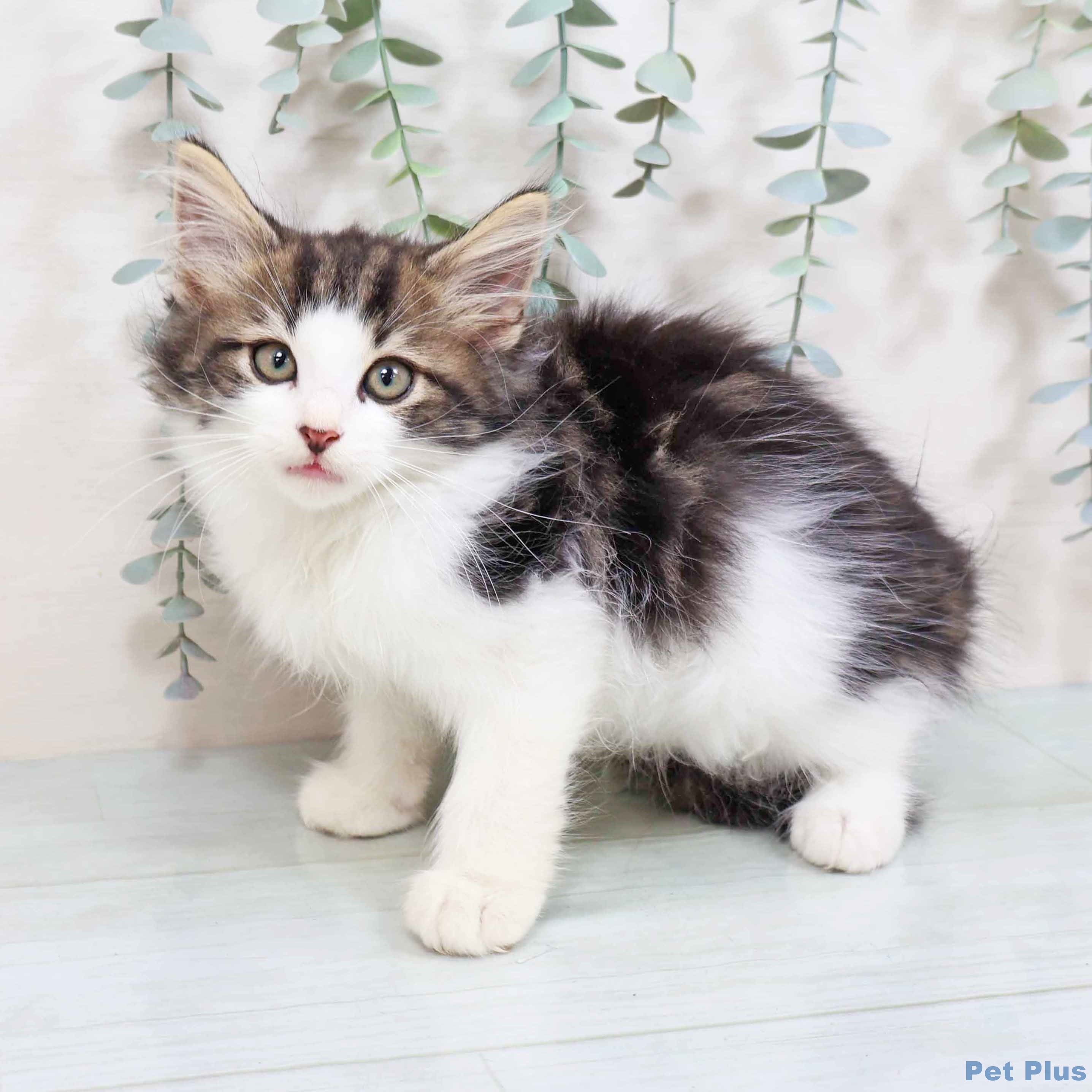 ノルウェージャンフォレストキャットの写真2