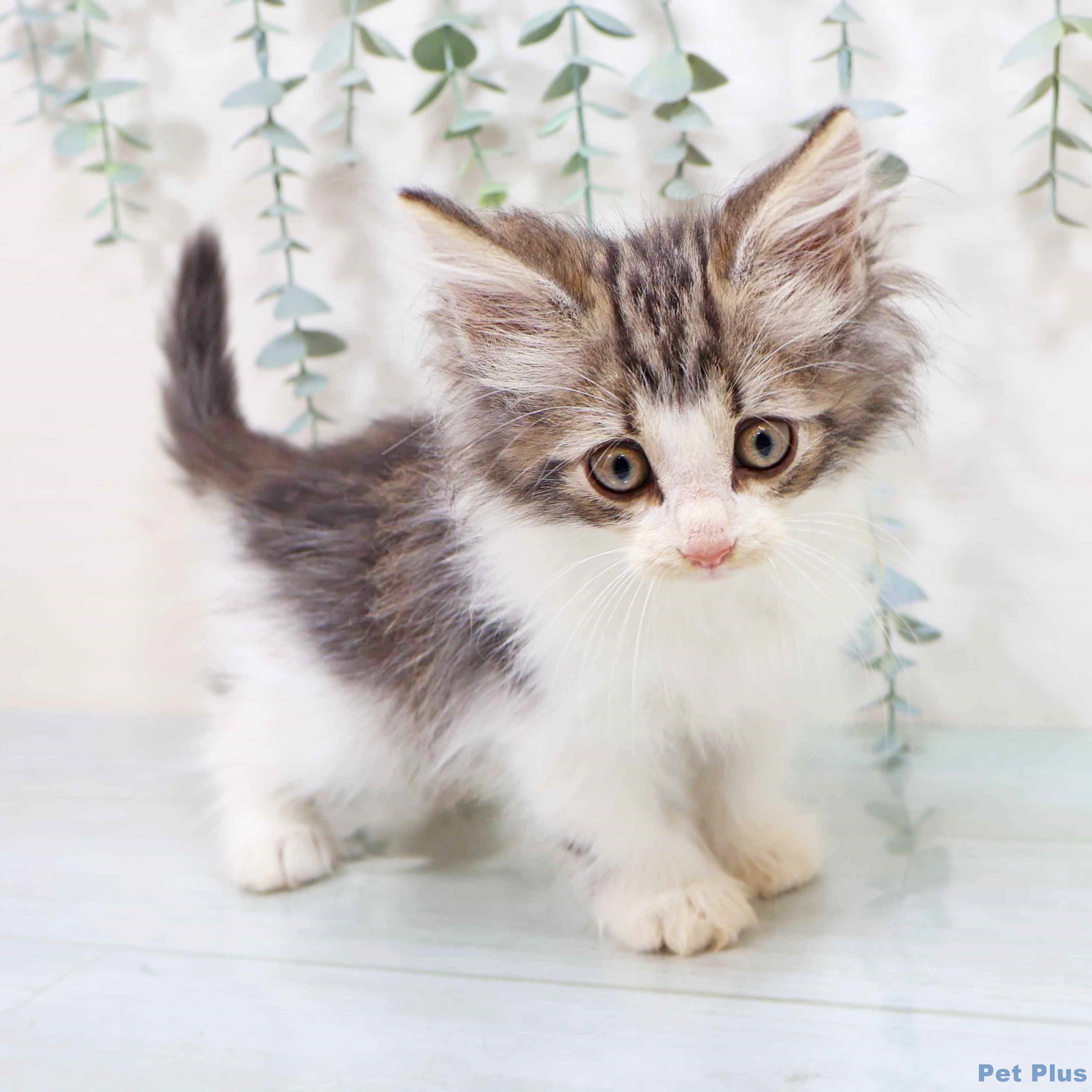 ノルウェージャンフォレストキャットの写真2