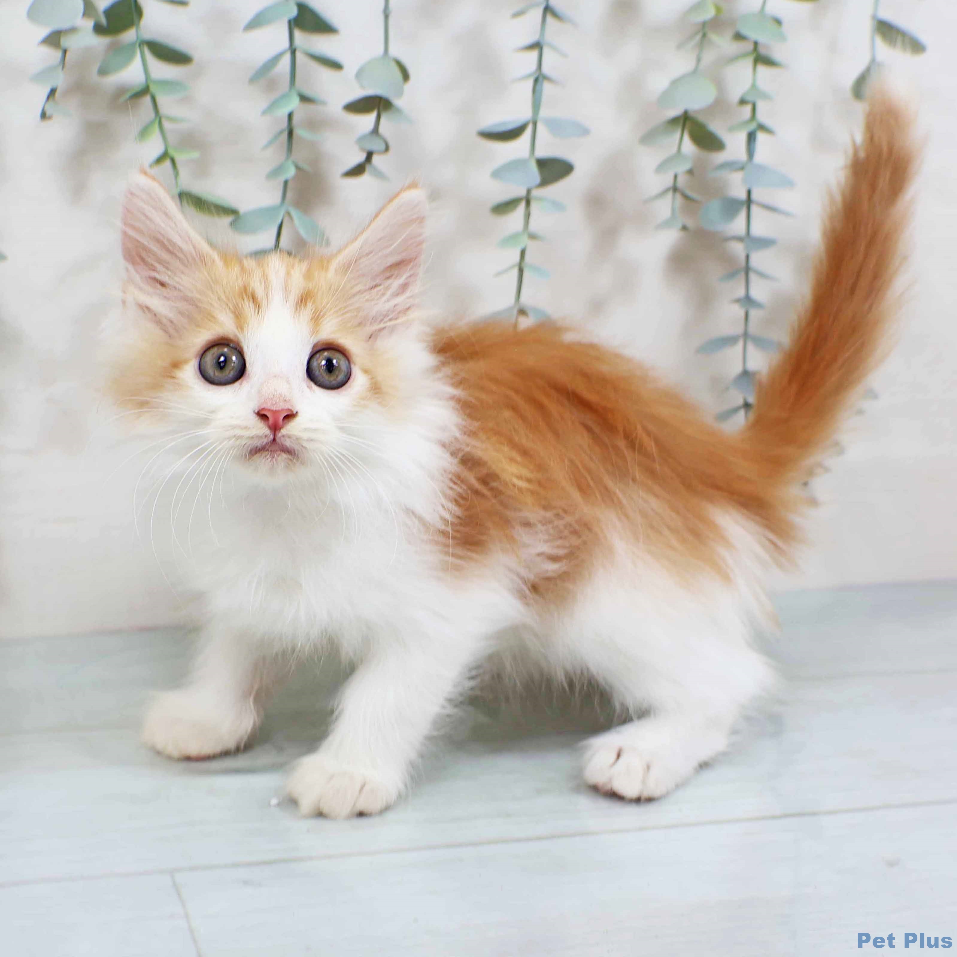 ノルウェージャンフォレストキャット