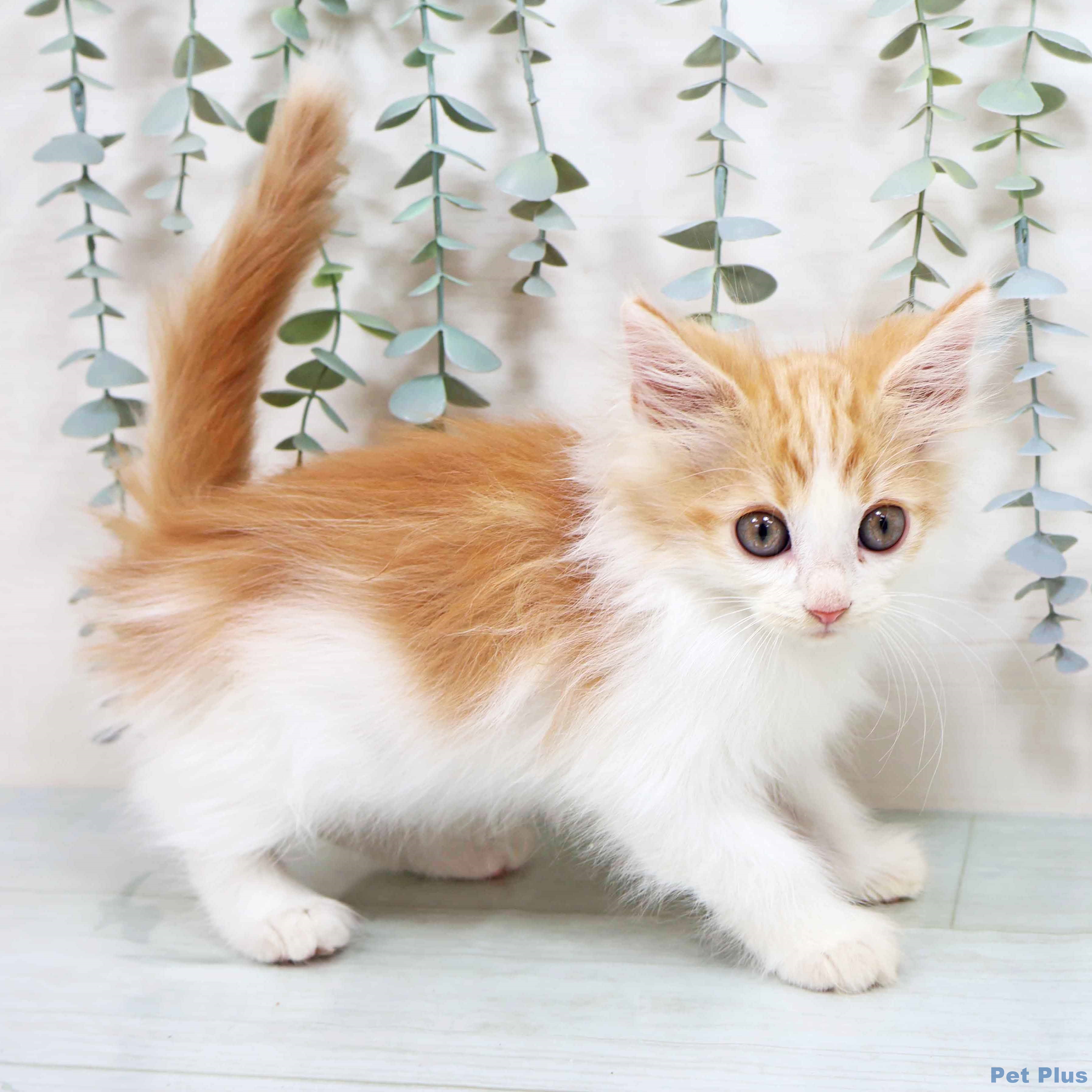 ノルウェージャンフォレストキャットの写真2