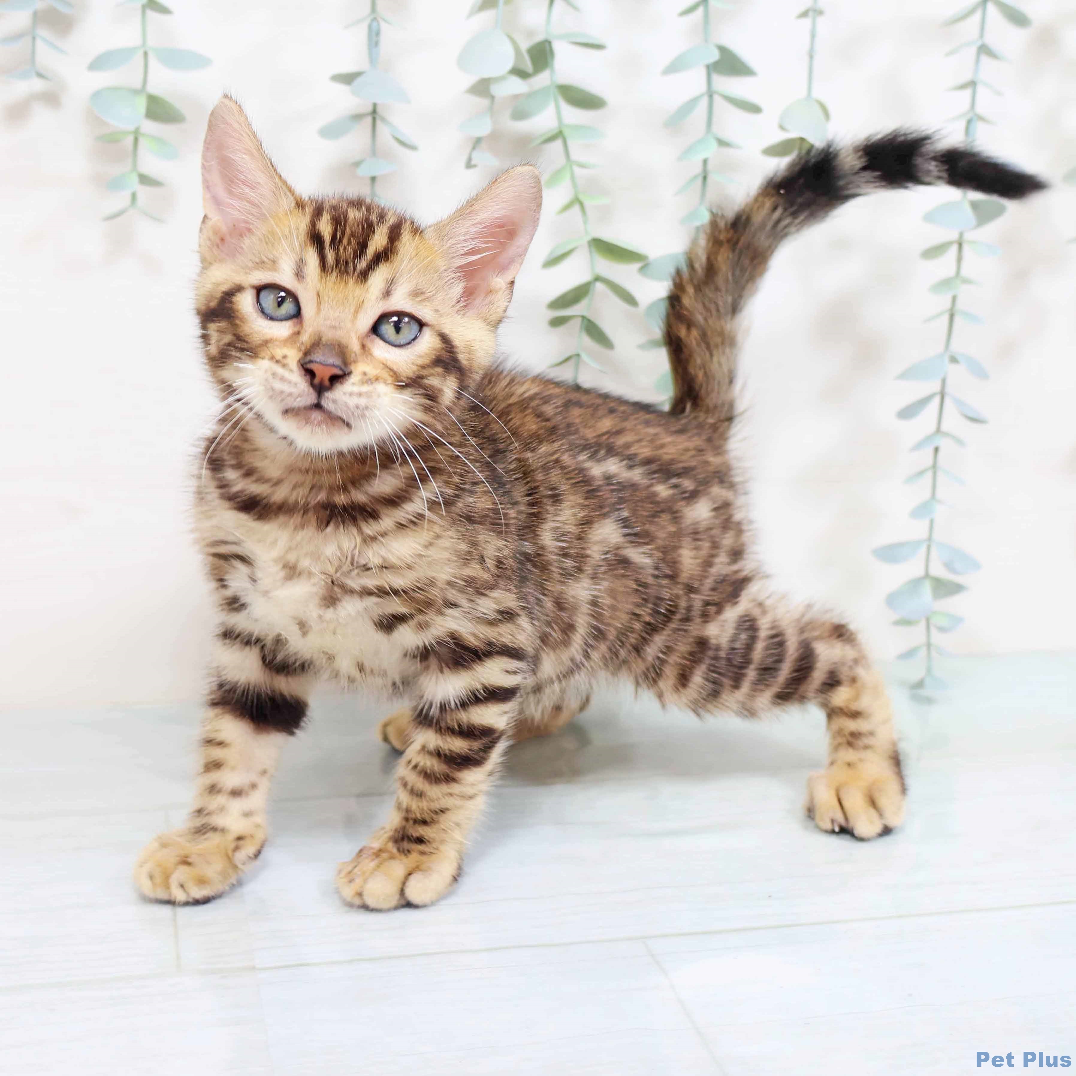 京都府のベンガル (ペットプラス 京都桂川店/2025年8月14日生まれ/男の子/ブラウンスポットタビー)の子猫の1枚目の画像