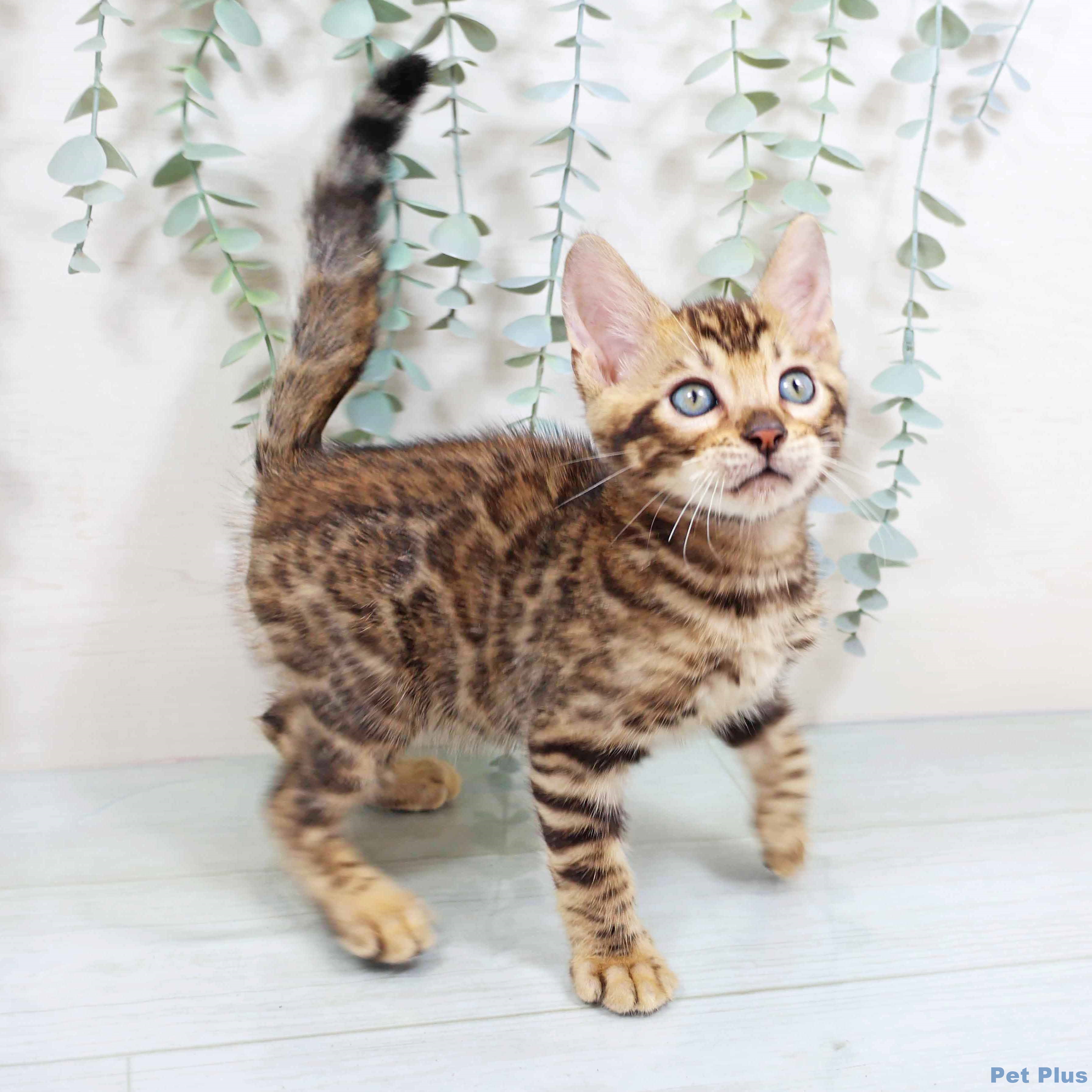 京都府のベンガル (ペットプラス 京都桂川店/2025年8月14日生まれ/男の子/ブラウンスポットタビー)の子猫の2枚目の画像