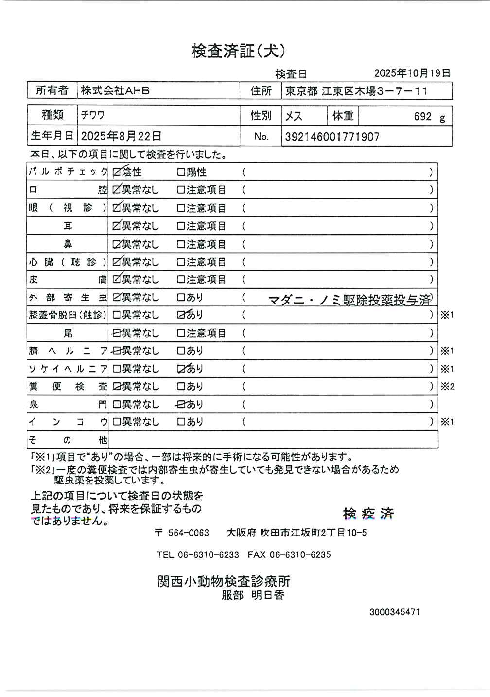 チワワ