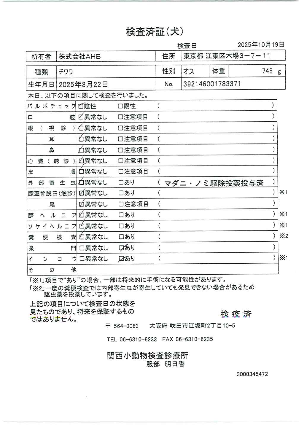 チワワ