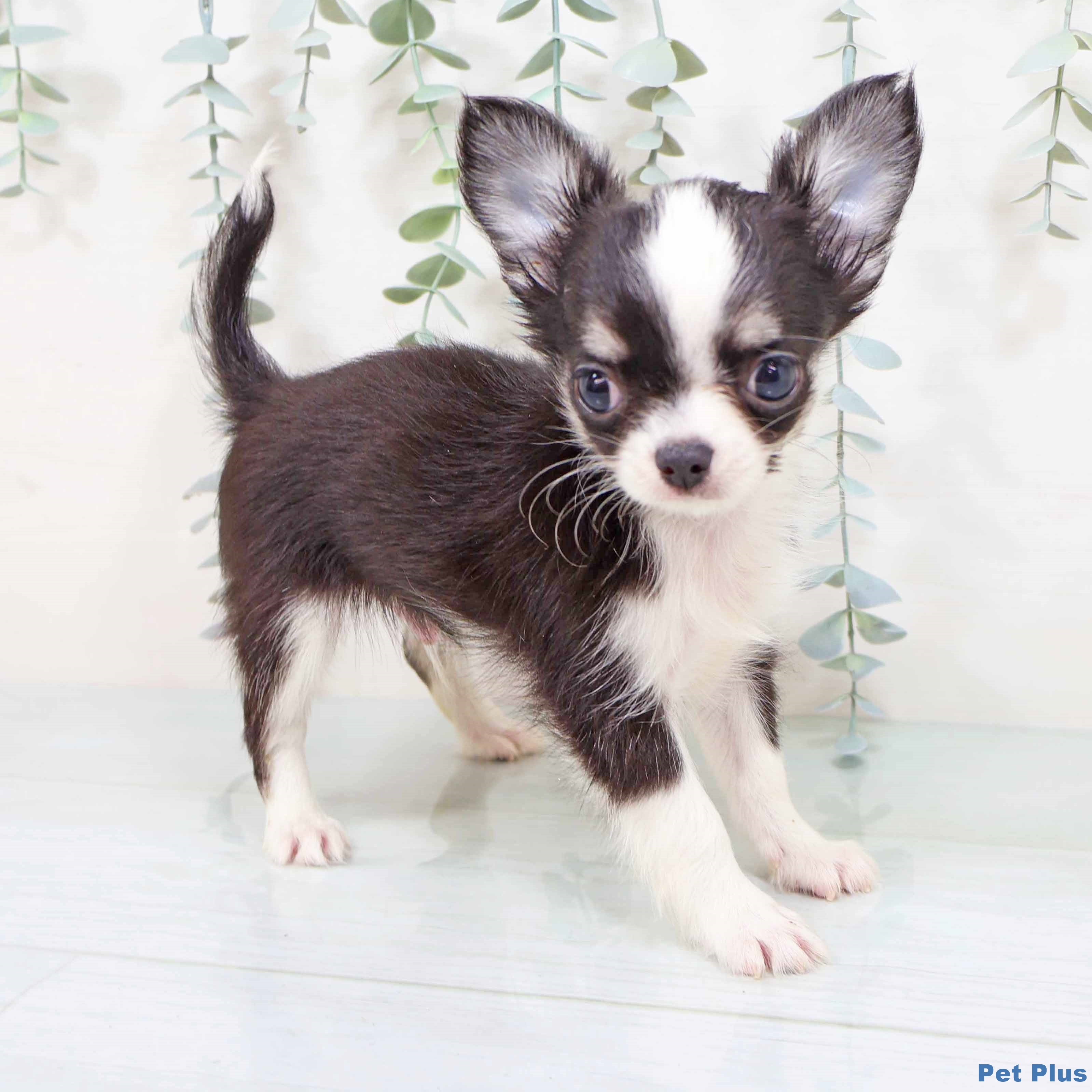 奈良県のチワワ(ロング) (ペットプラス 大和郡山店/2025年8月22日生まれ/男の子/ブラックタンホワイト)の子犬の1枚目の画像