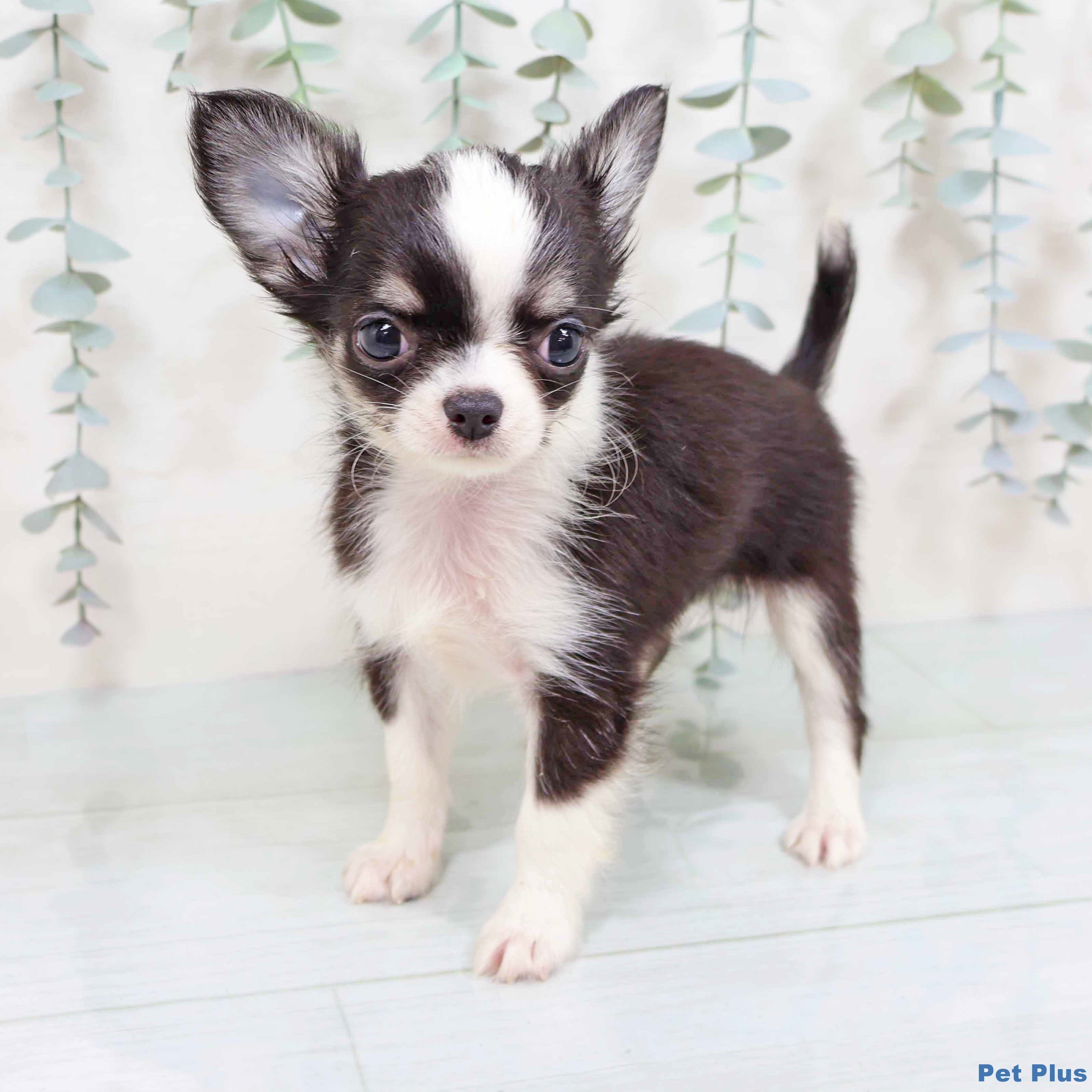 奈良県のチワワ(ロング) (ペットプラス 大和郡山店/2025年8月22日生まれ/男の子/ブラックタンホワイト)の子犬の2枚目の画像