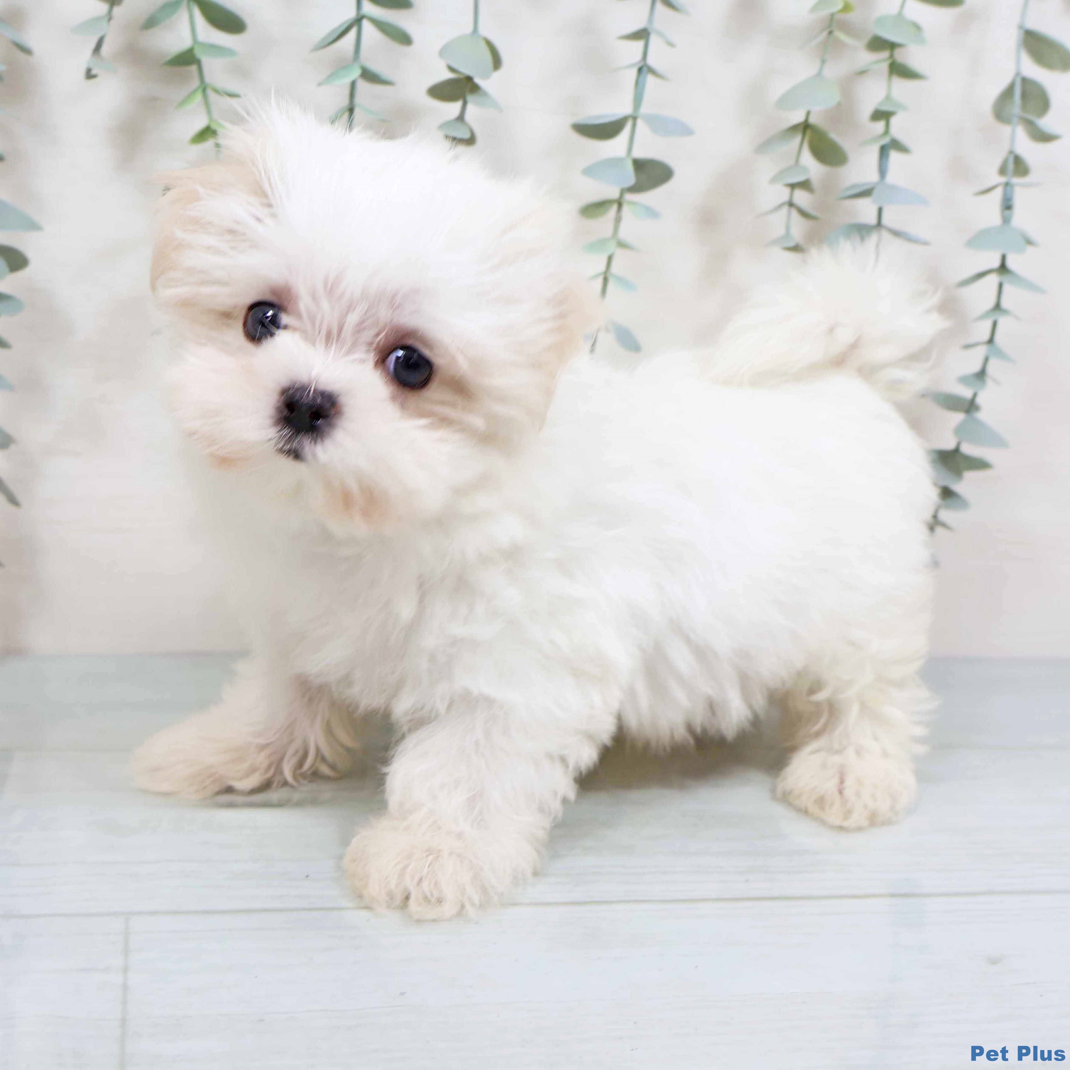 マルチーズの写真2