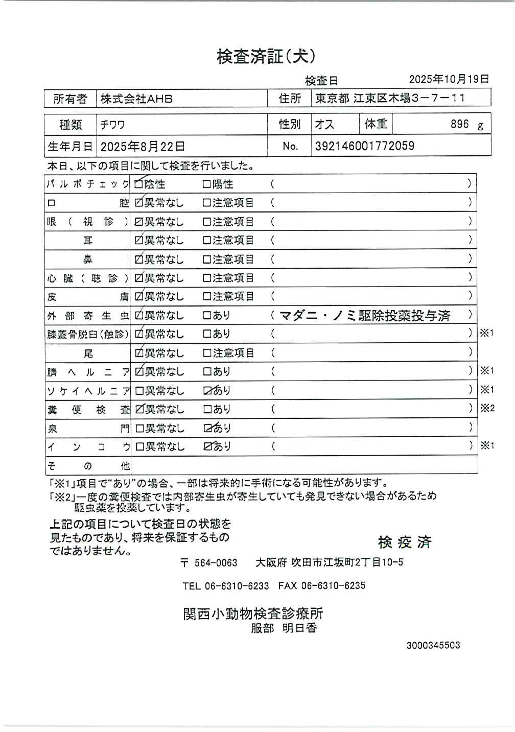 チワワ