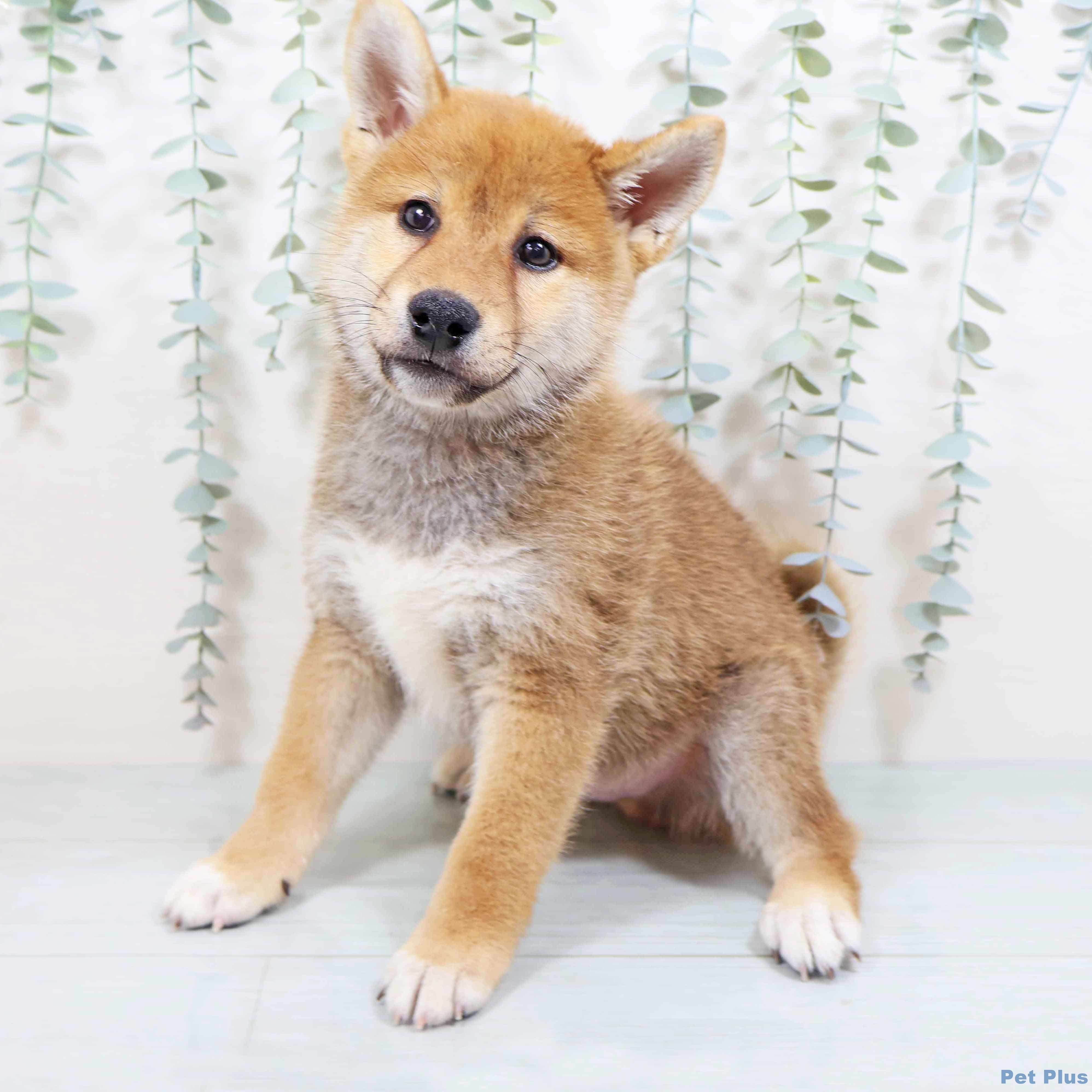 大阪府の柴犬(標準サイズ) (堺鉄砲町店/2025年8月12日生まれ/男の子/赤)の子犬の1枚目の画像