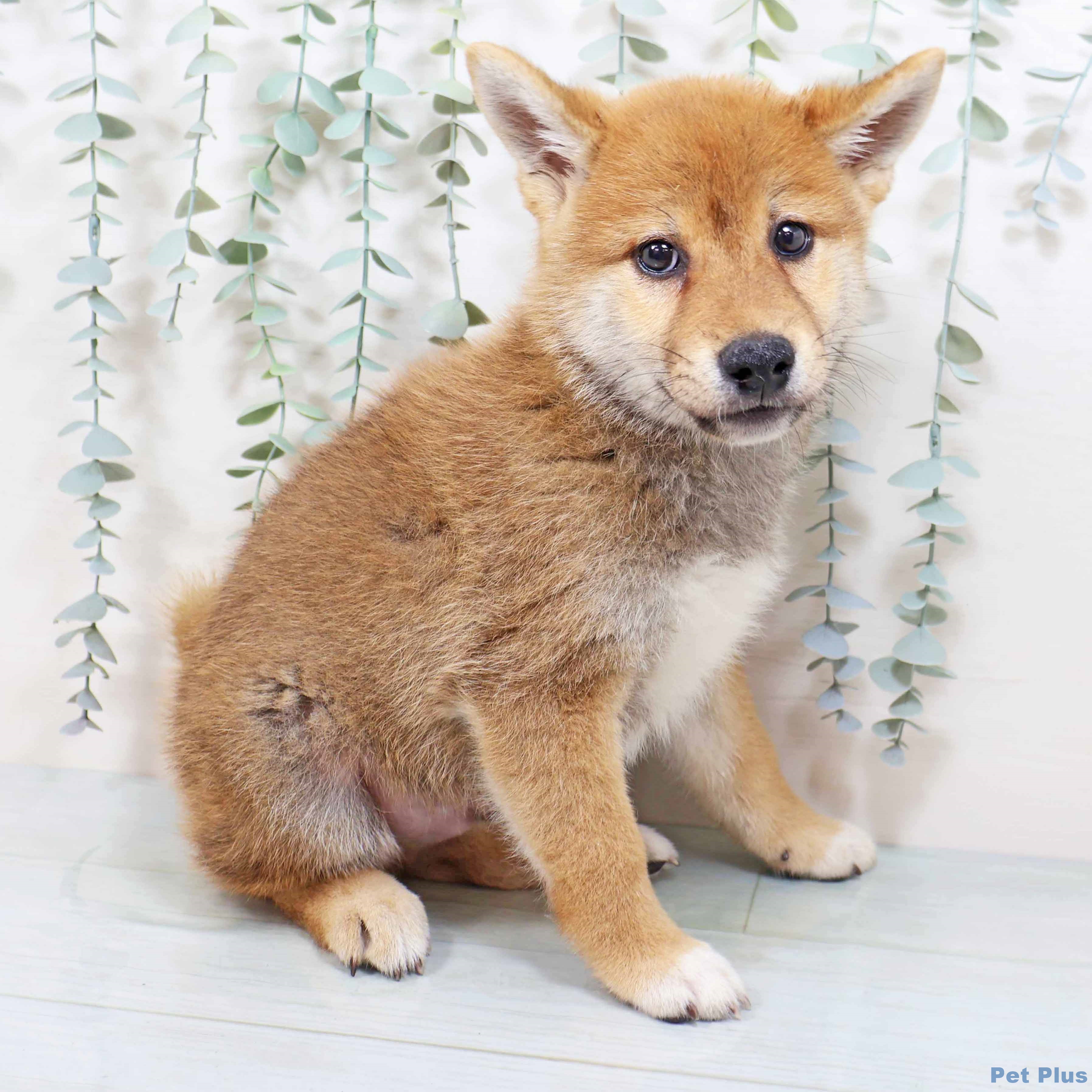 大阪府の柴犬(標準サイズ) (堺鉄砲町店/2025年8月12日生まれ/男の子/赤)の子犬の2枚目の画像