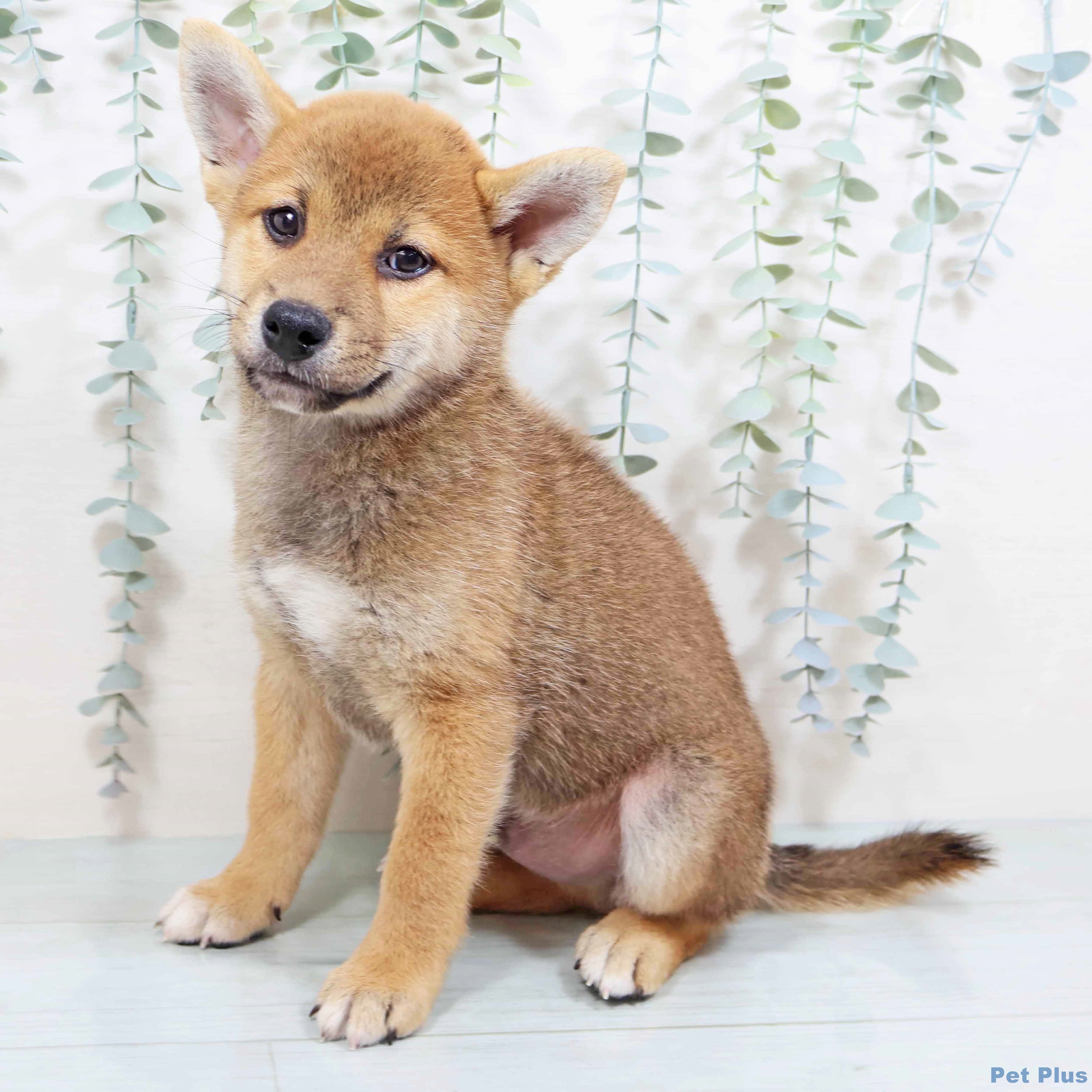 大阪府の柴犬(標準サイズ) (イオン大日店/2025年8月12日生まれ/男の子/赤)の子犬の1枚目の画像