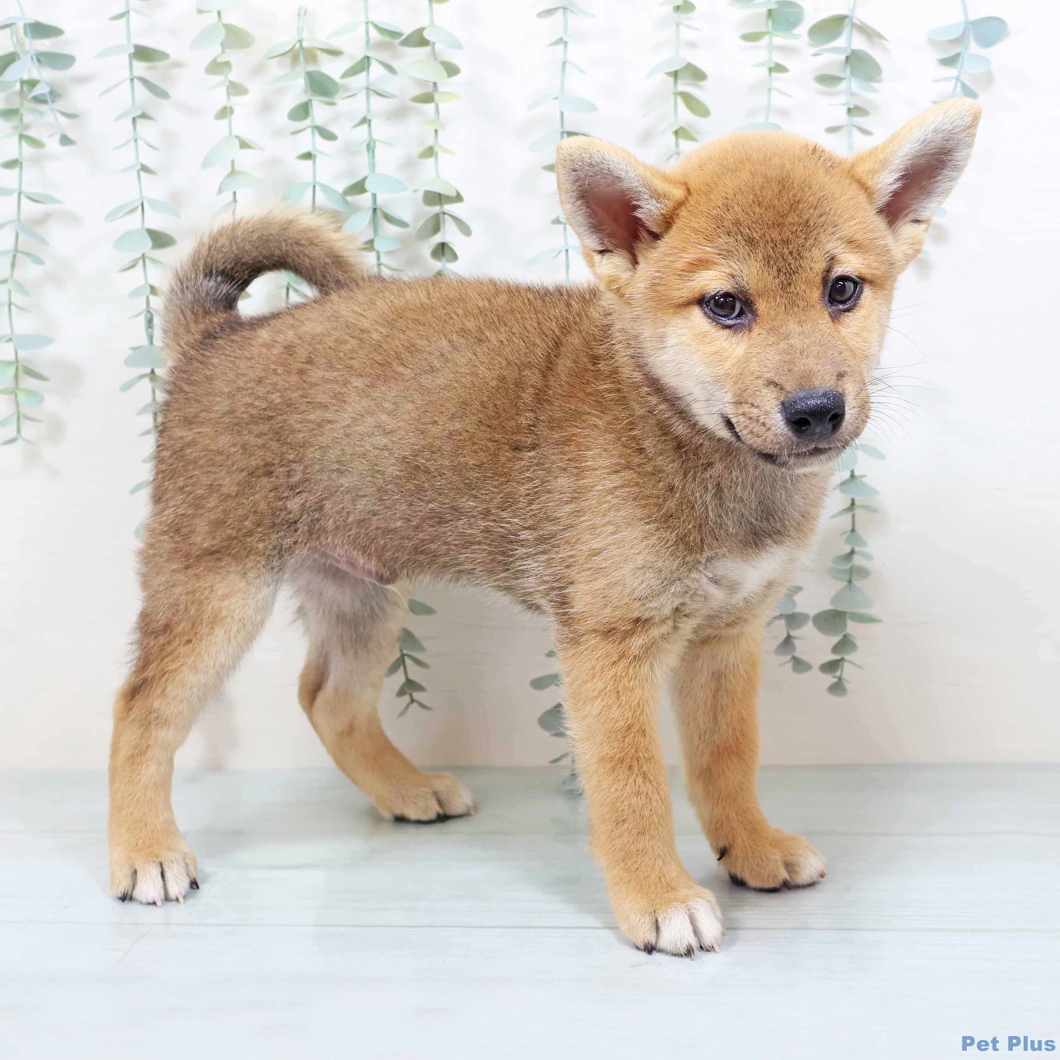 大阪府の柴犬(標準サイズ) (イオン大日店/2025年8月12日生まれ/男の子/赤)の子犬の2枚目の画像