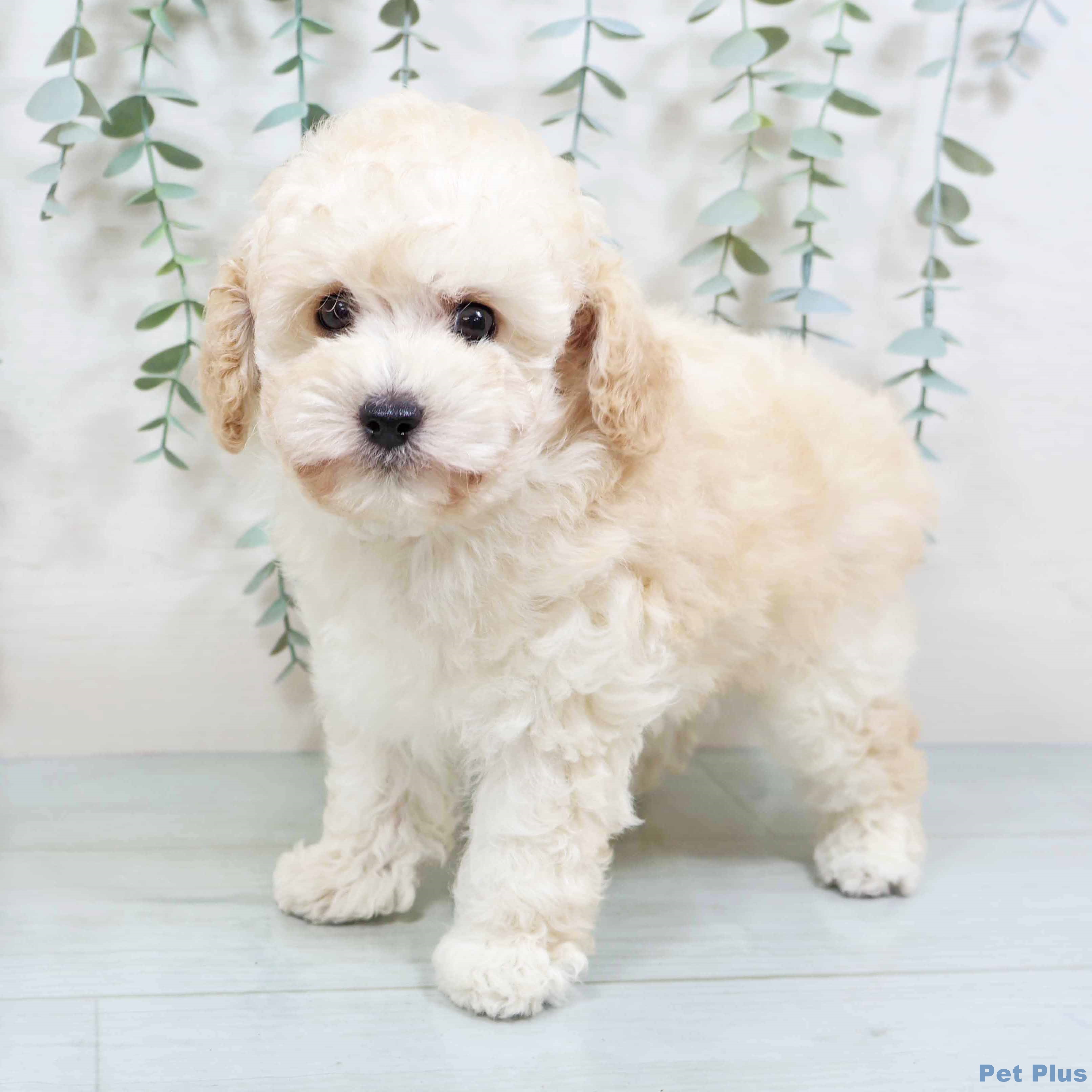 大阪府のトイプードル(トイ) (ペットプラス りんくう泉南店/2025年8月20日生まれ/男の子/ペールフォーン)の子犬の1枚目の画像