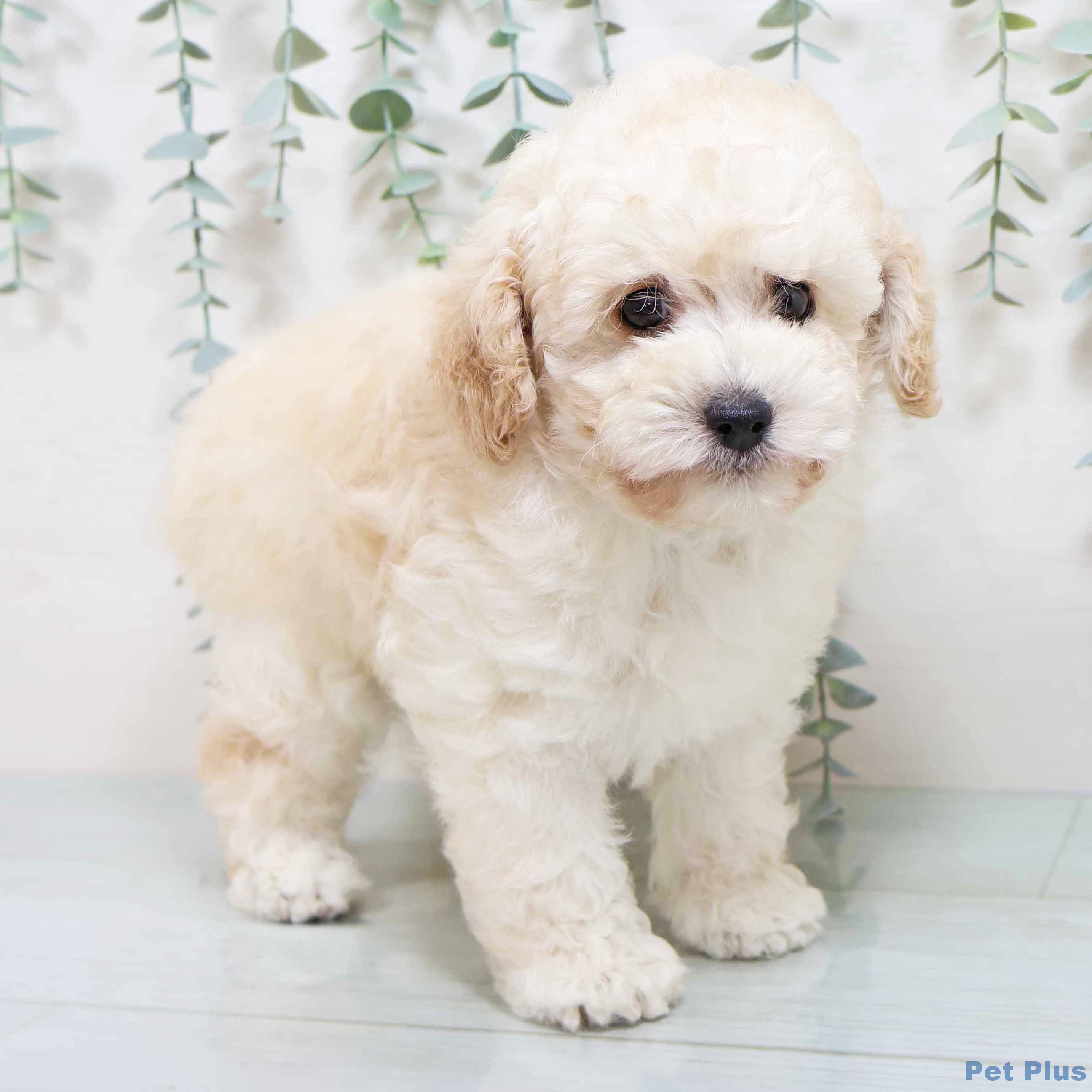 大阪府のトイプードル(トイ) (ペットプラス りんくう泉南店/2025年8月20日生まれ/男の子/ペールフォーン)の子犬の2枚目の画像