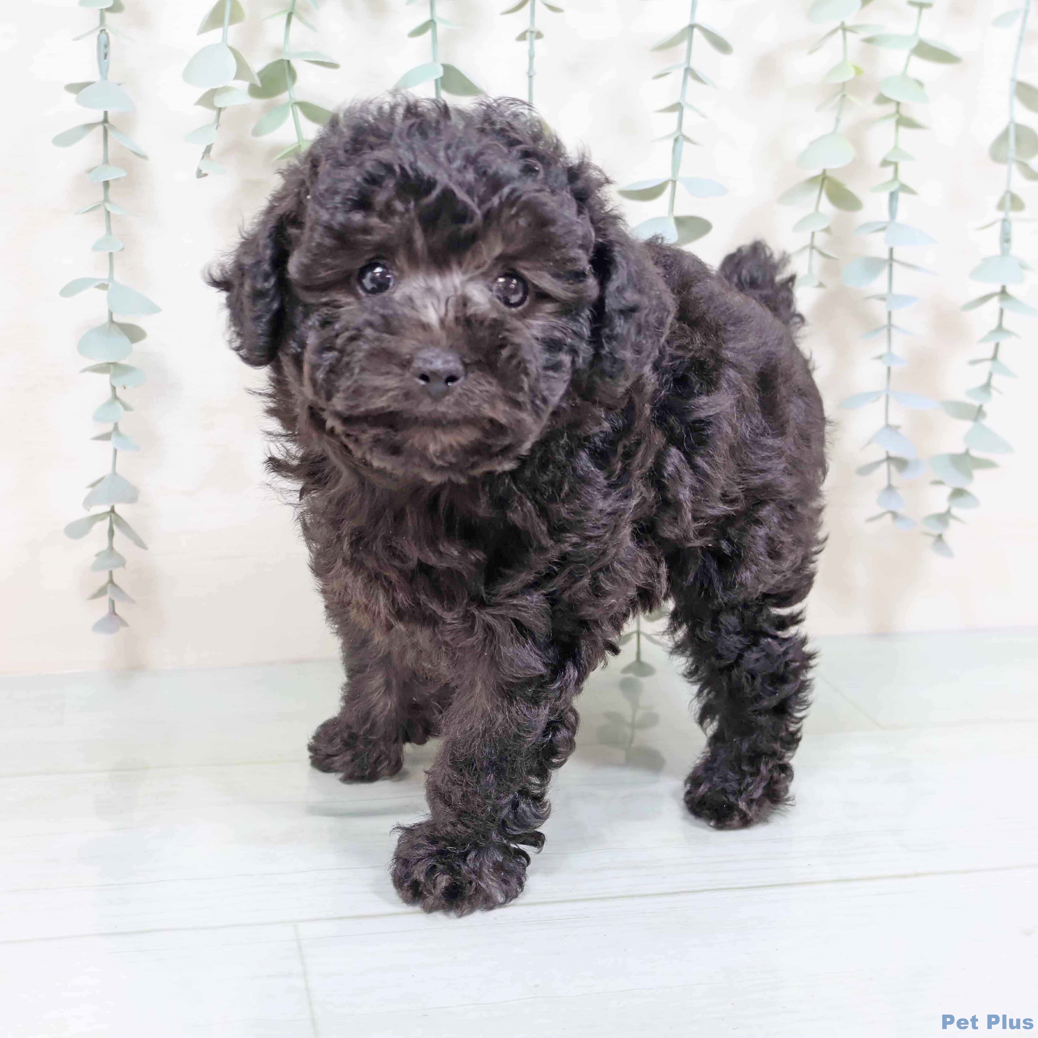 新潟県のトイプードル(トイ) (ペットプラス 新潟青山店/2025年8月20日生まれ/女の子/シルバー)の子犬の1枚目の画像