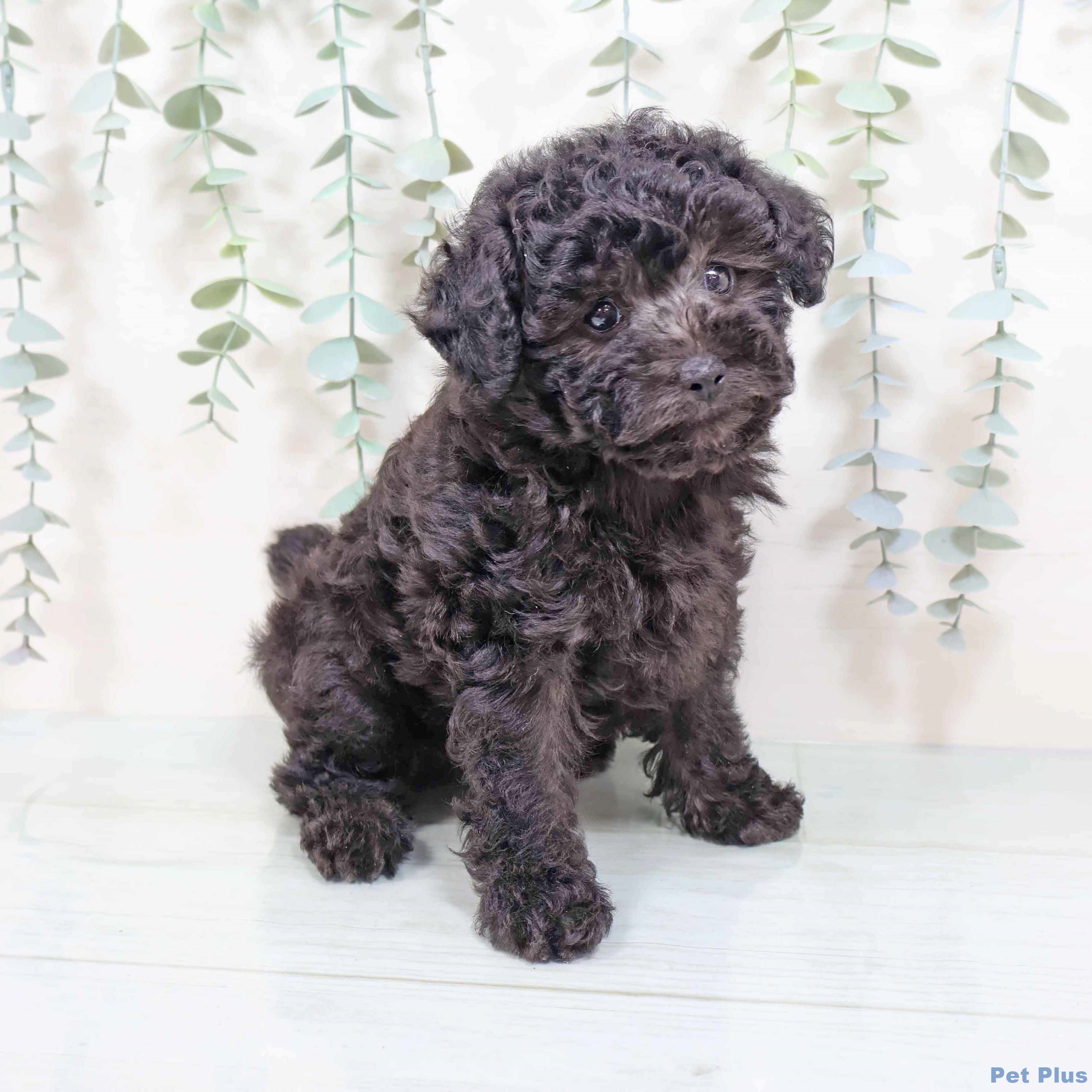 新潟県のトイプードル(トイ) (ペットプラス 新潟青山店/2025年8月20日生まれ/女の子/シルバー)の子犬の2枚目の画像