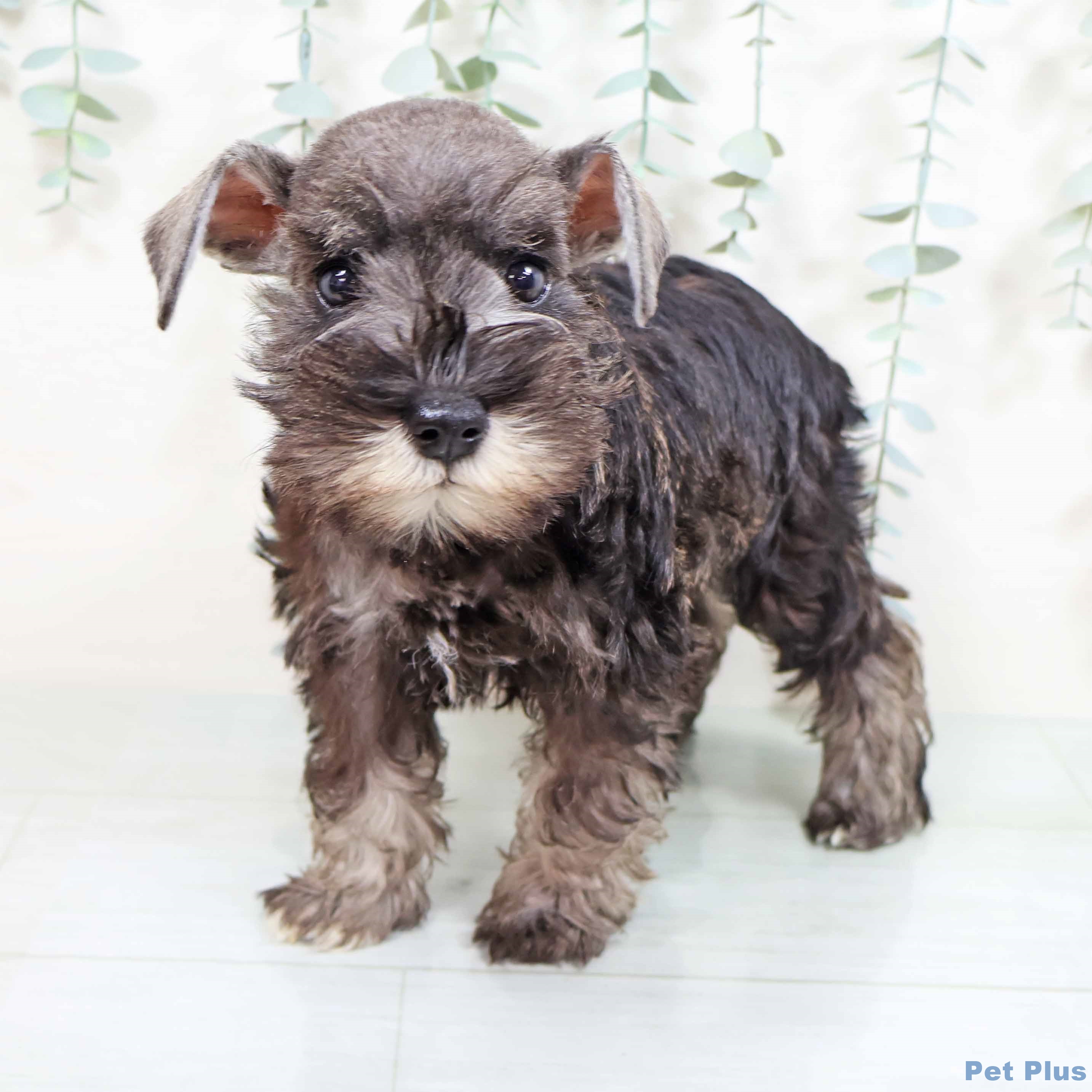 ミニチュア・シュナウザー