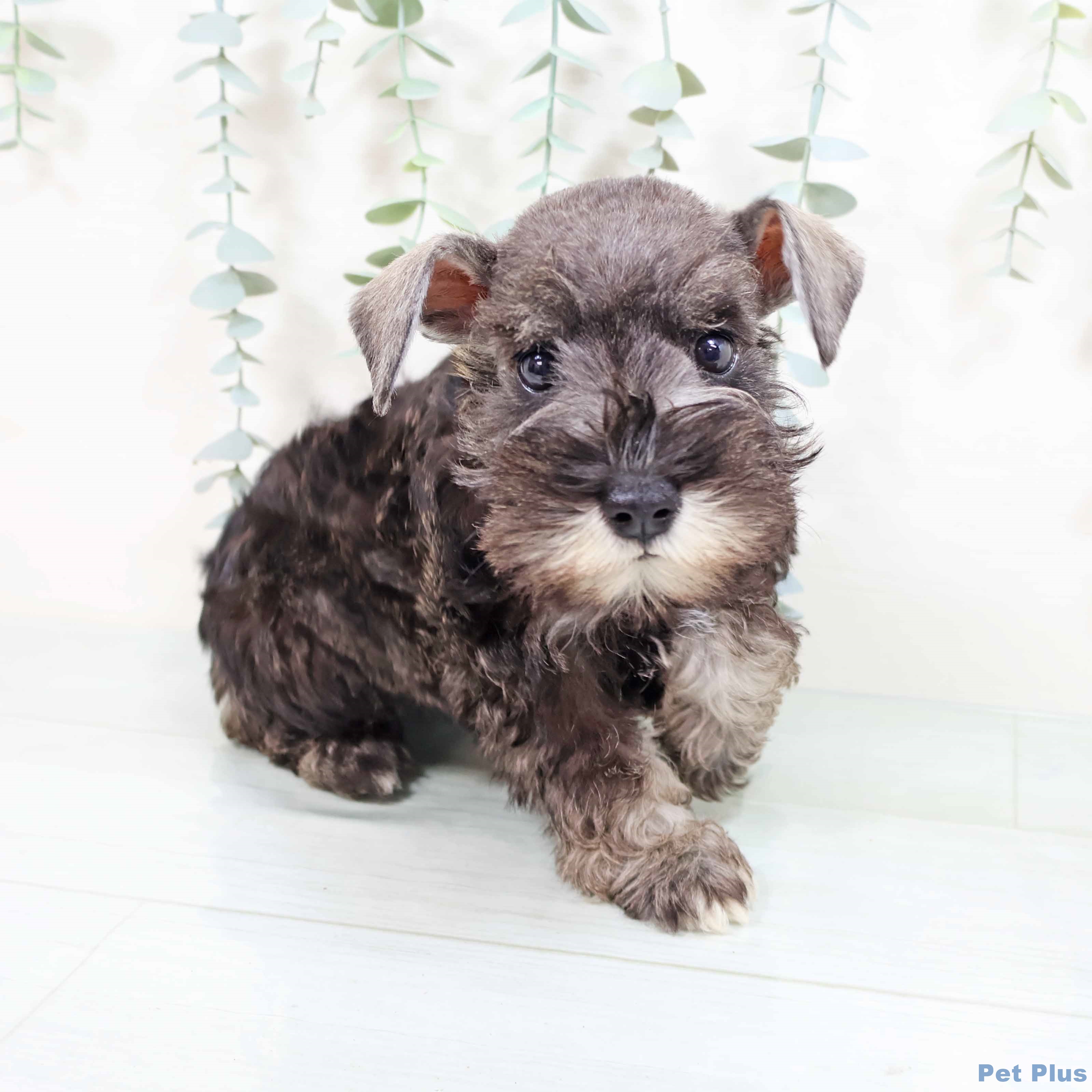 ミニチュア・シュナウザーの写真2