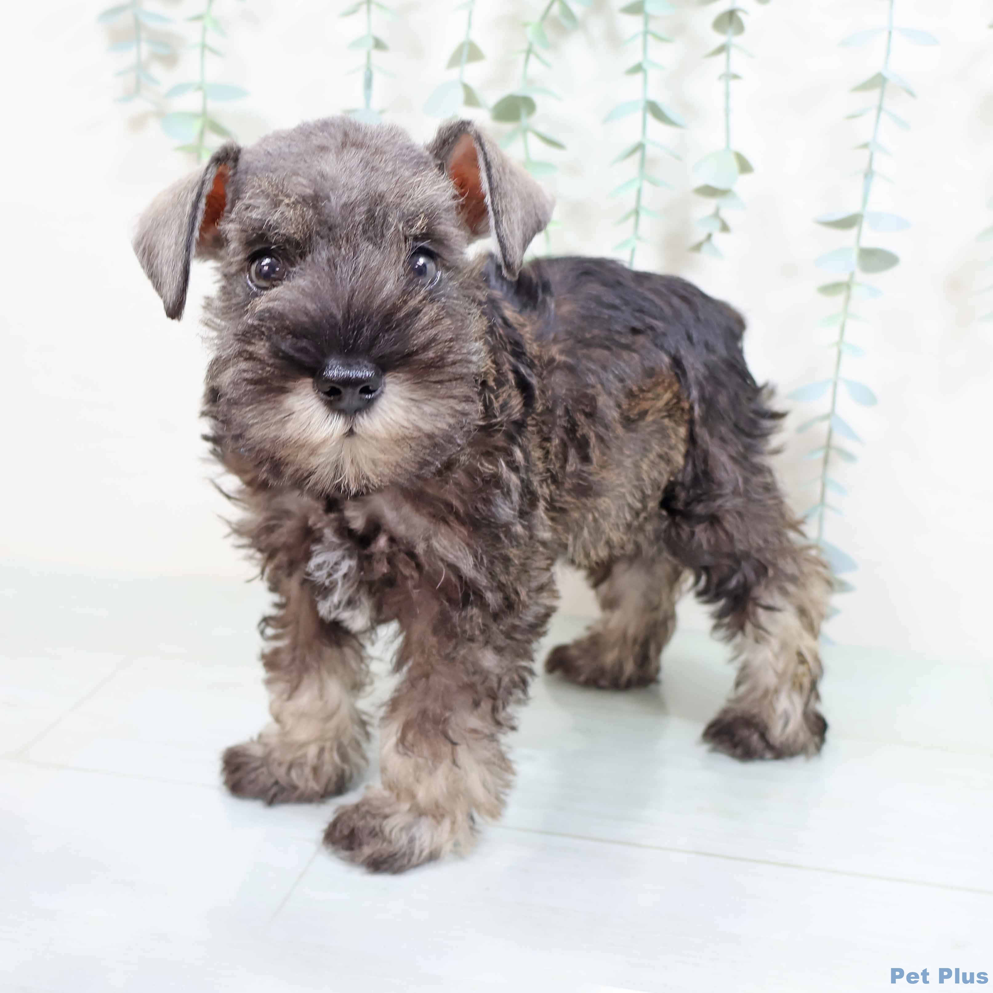 大阪府のミニチュアシュナウザー (ペットプラス りんくう泉南店/2025年8月21日生まれ/女の子/ソルトペッパー)の子犬の1枚目の画像